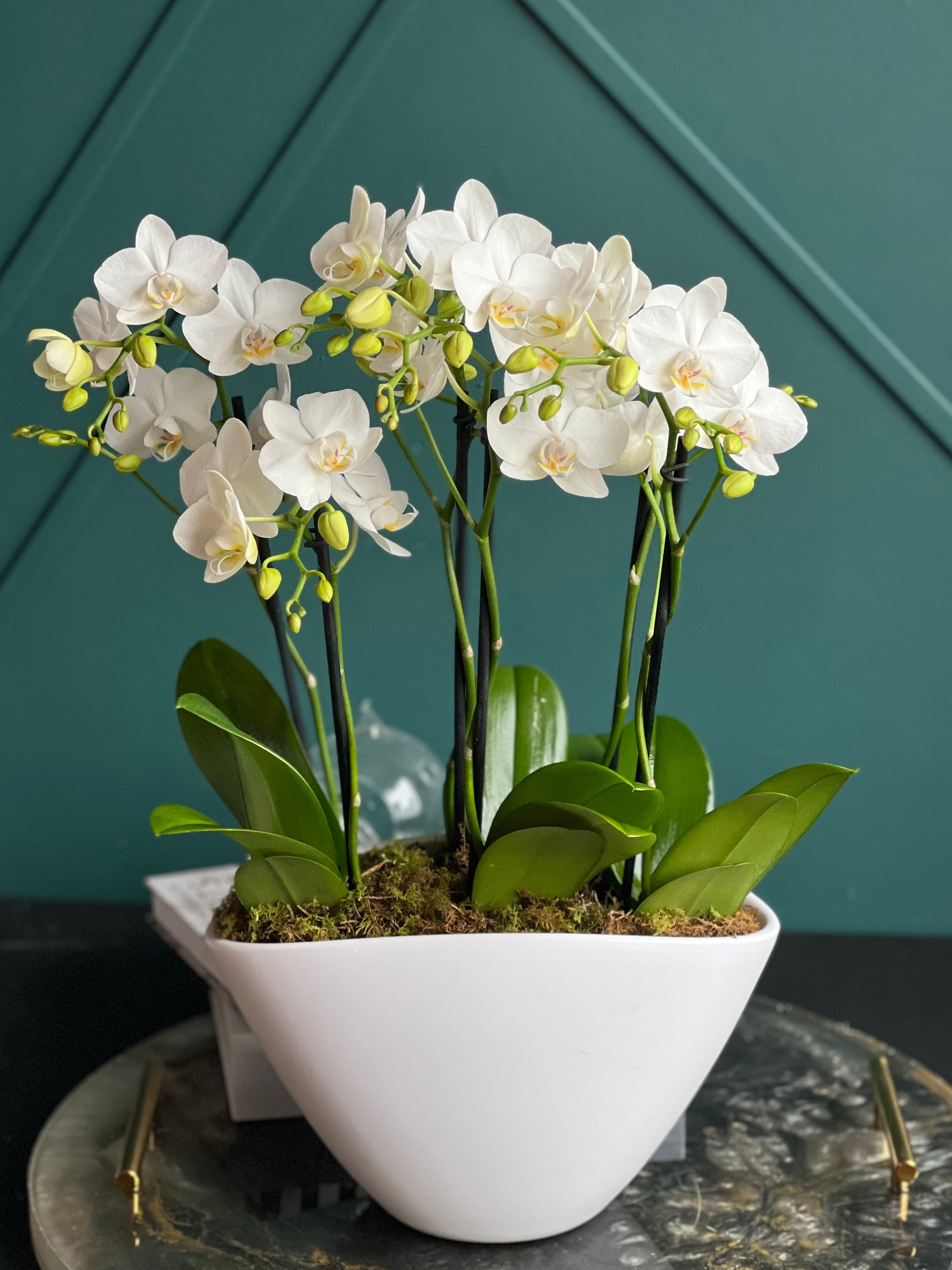 Luxury white orchid arrangement for home and office décor in Miami