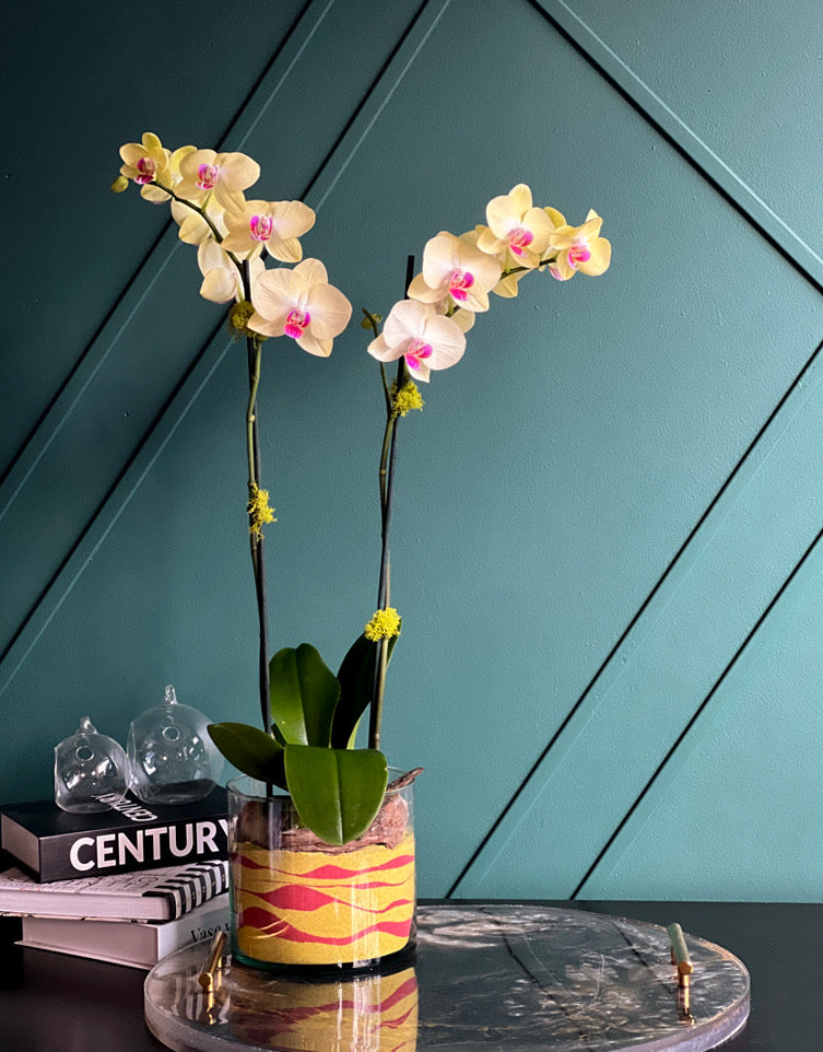 Luxury yellow orchid gift available for delivery in Miami Beach