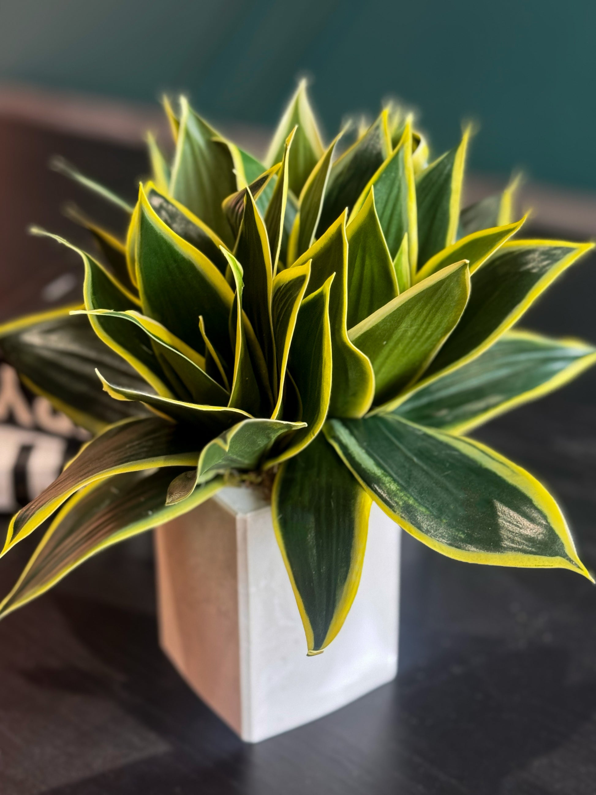 Maintenance-free faux snake plant for modern home interiors.