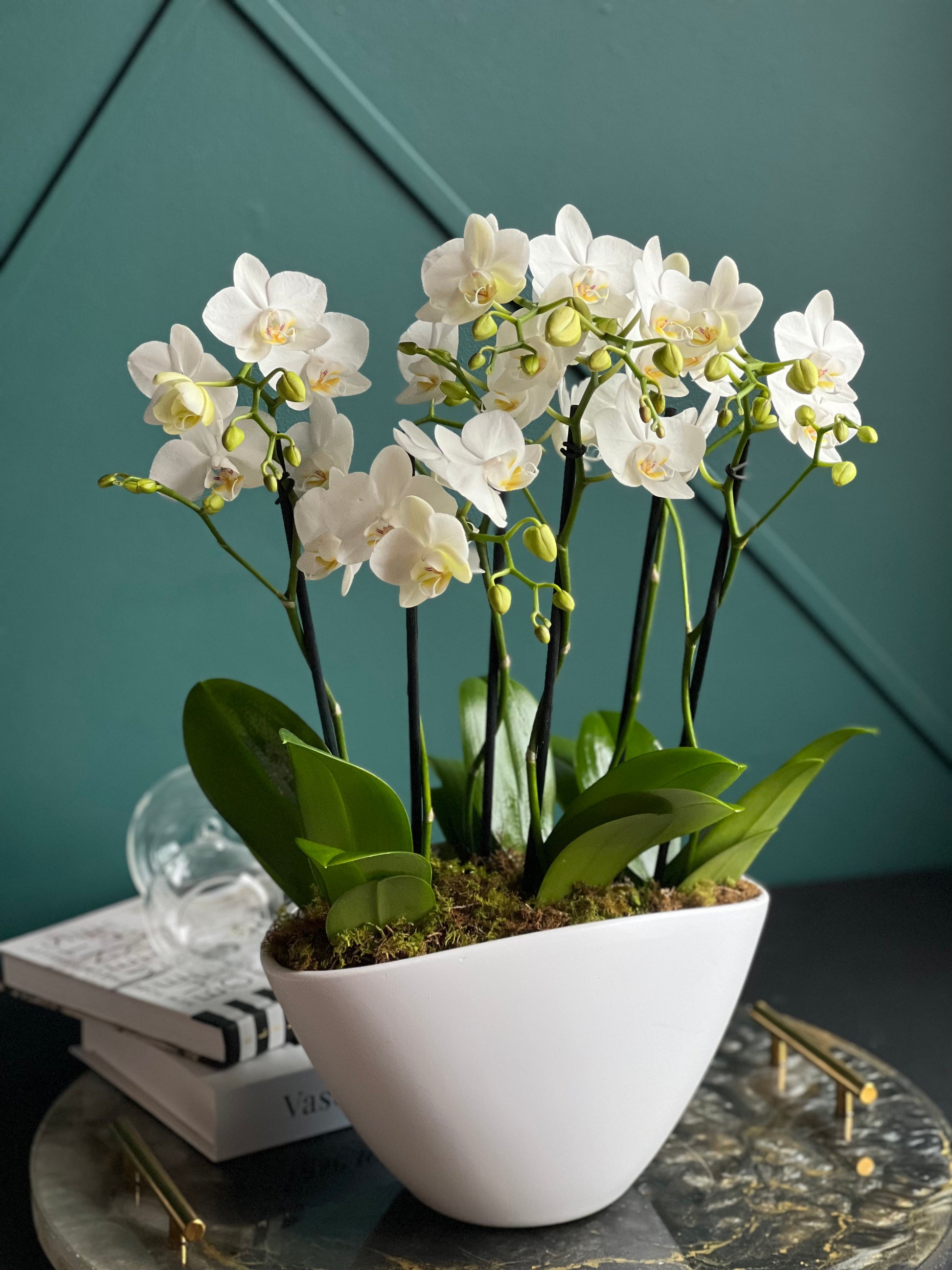 Medium white Phalaenopsis orchid arrangement in a modern white ceramic planter