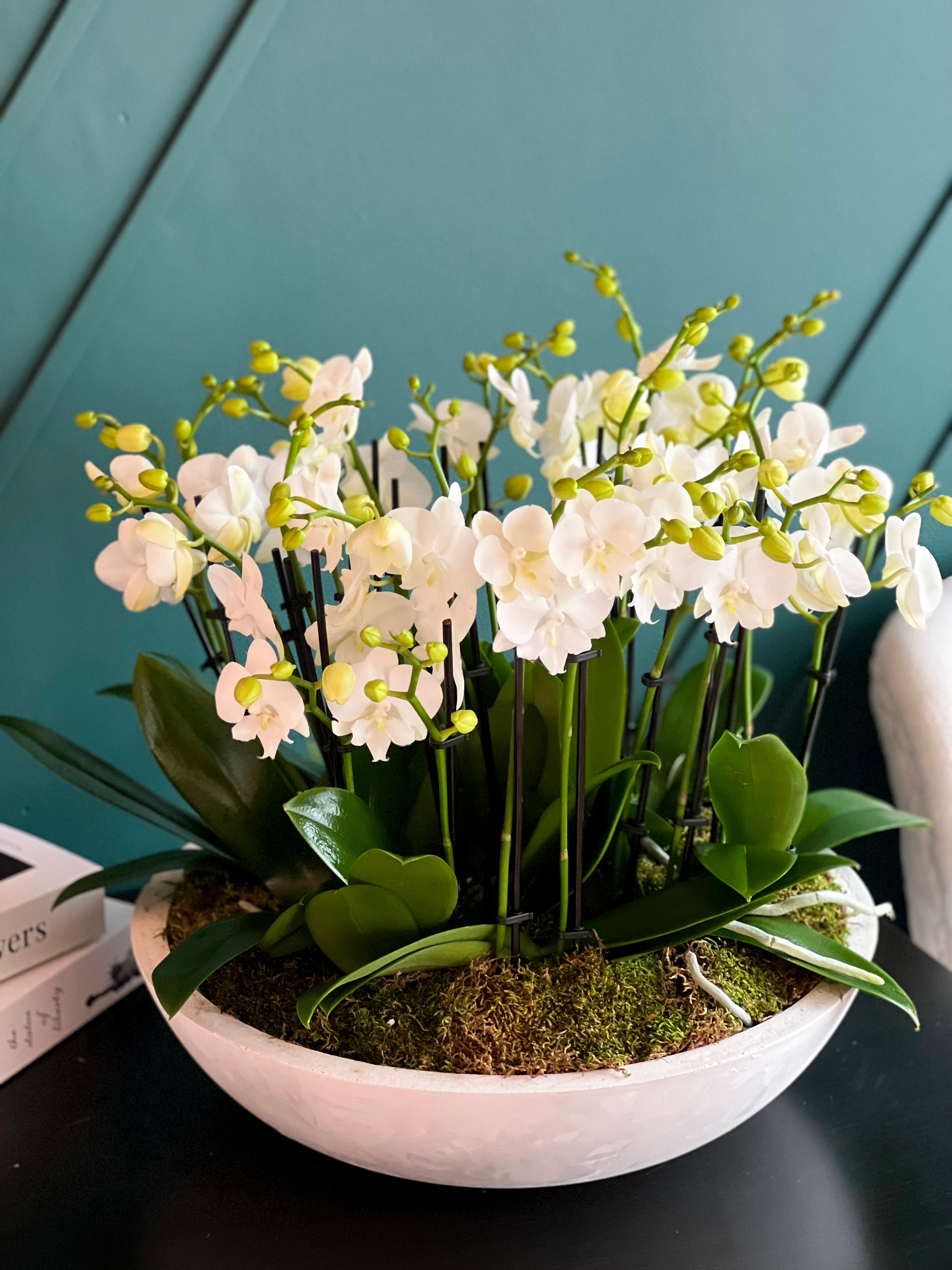 Mini Phalaenopsis Orchids in a custom cement vase