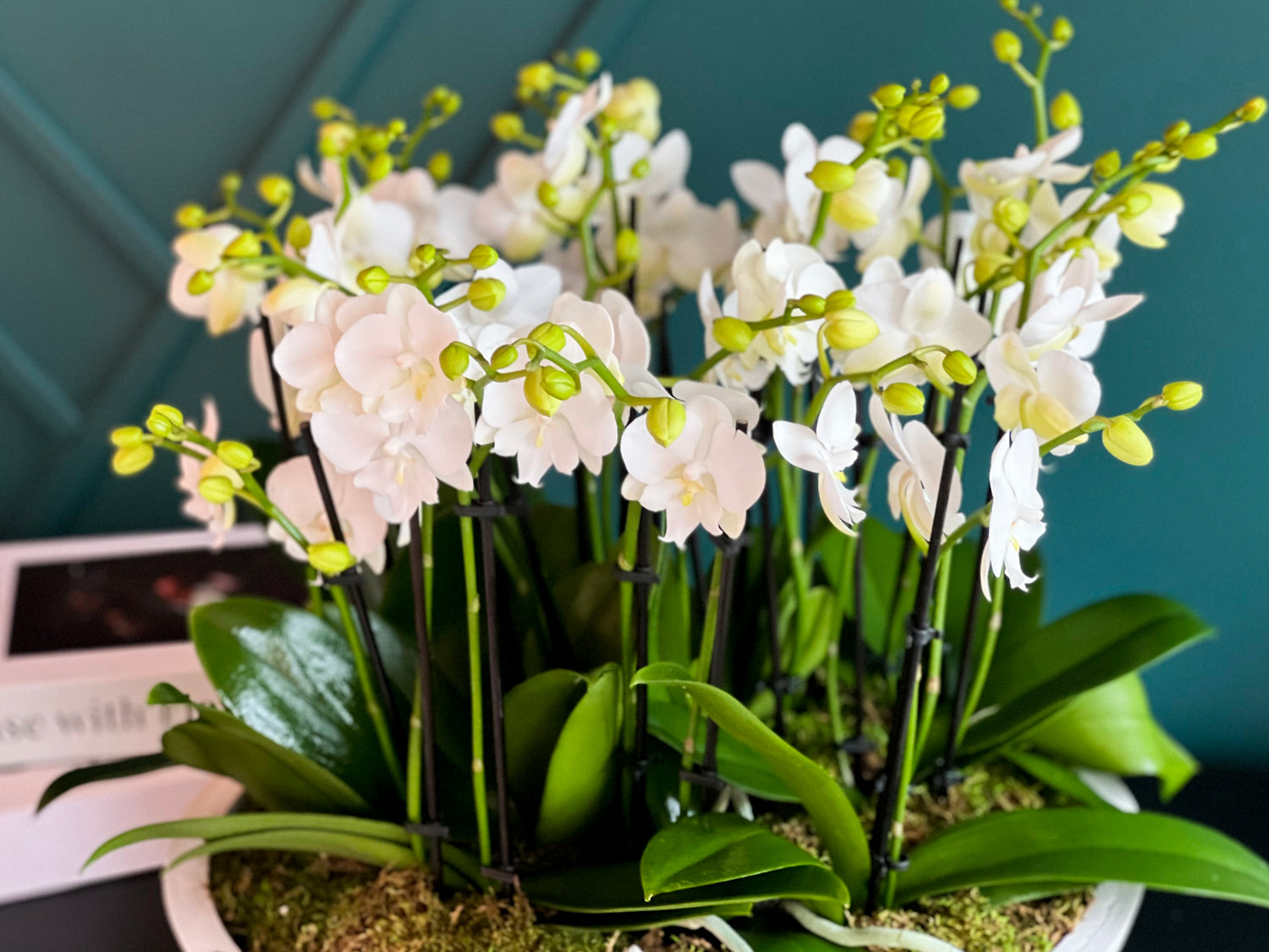 Mini Phalaenopsis orchids styled for Miami delivery