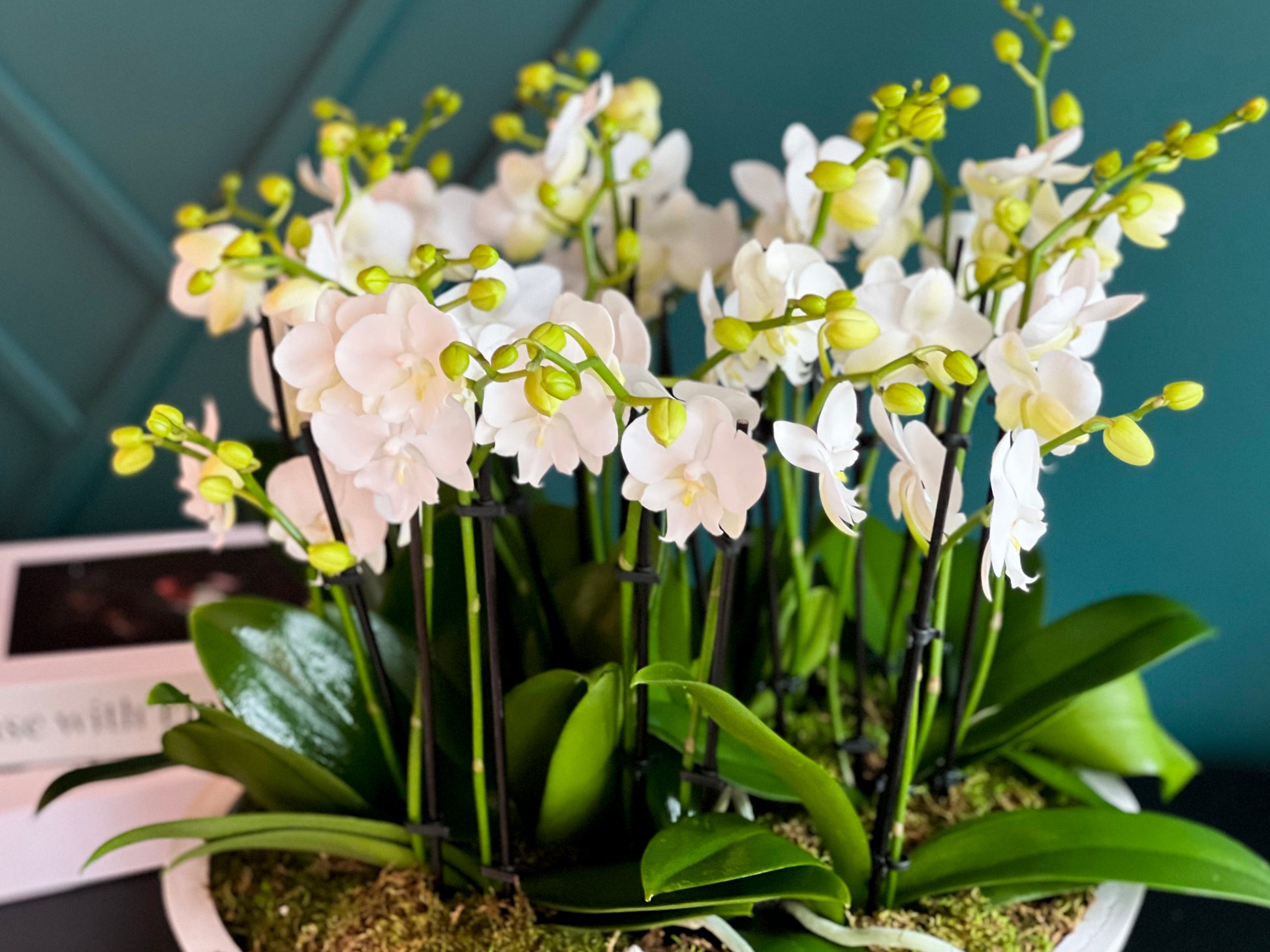 Mini Phalaenopsis orchids styled for Miami delivery