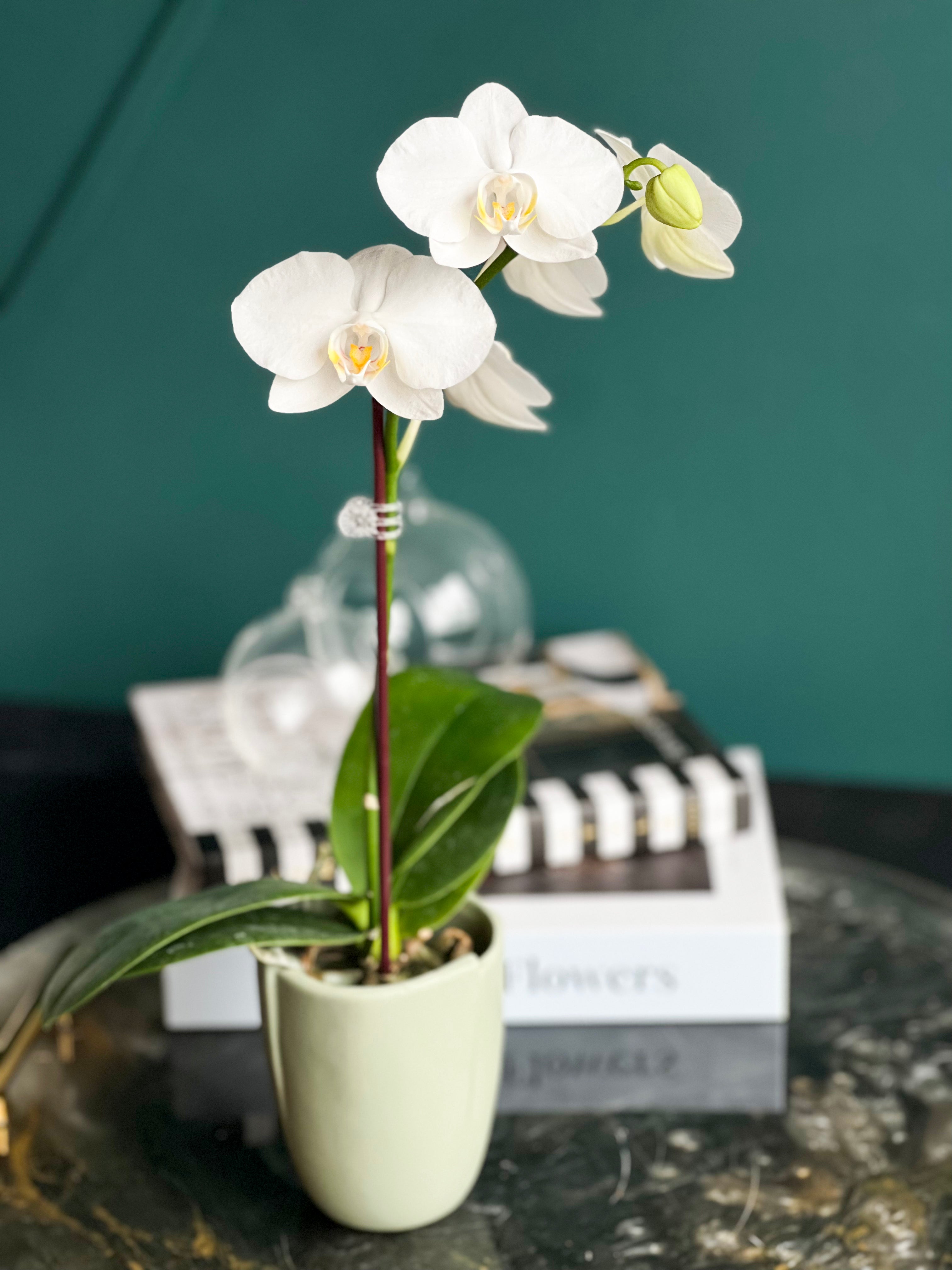Mini White Phalaenopsis Orchid Plant in ceramic pot