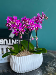 Mini live Phalaenopsis orchid with purple blooms in a white cement planter.