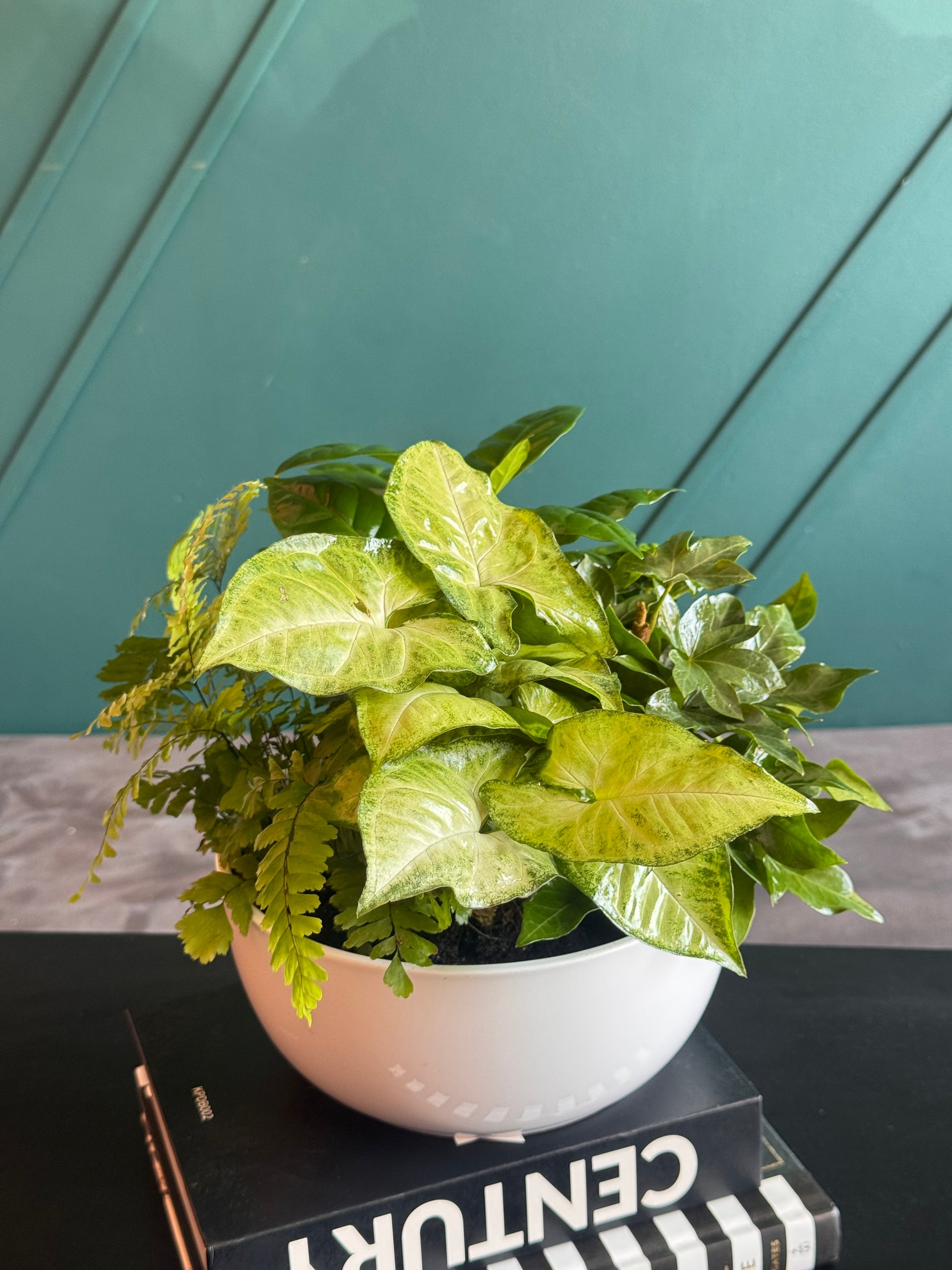 Mixed indoor plant garden for home and office decor