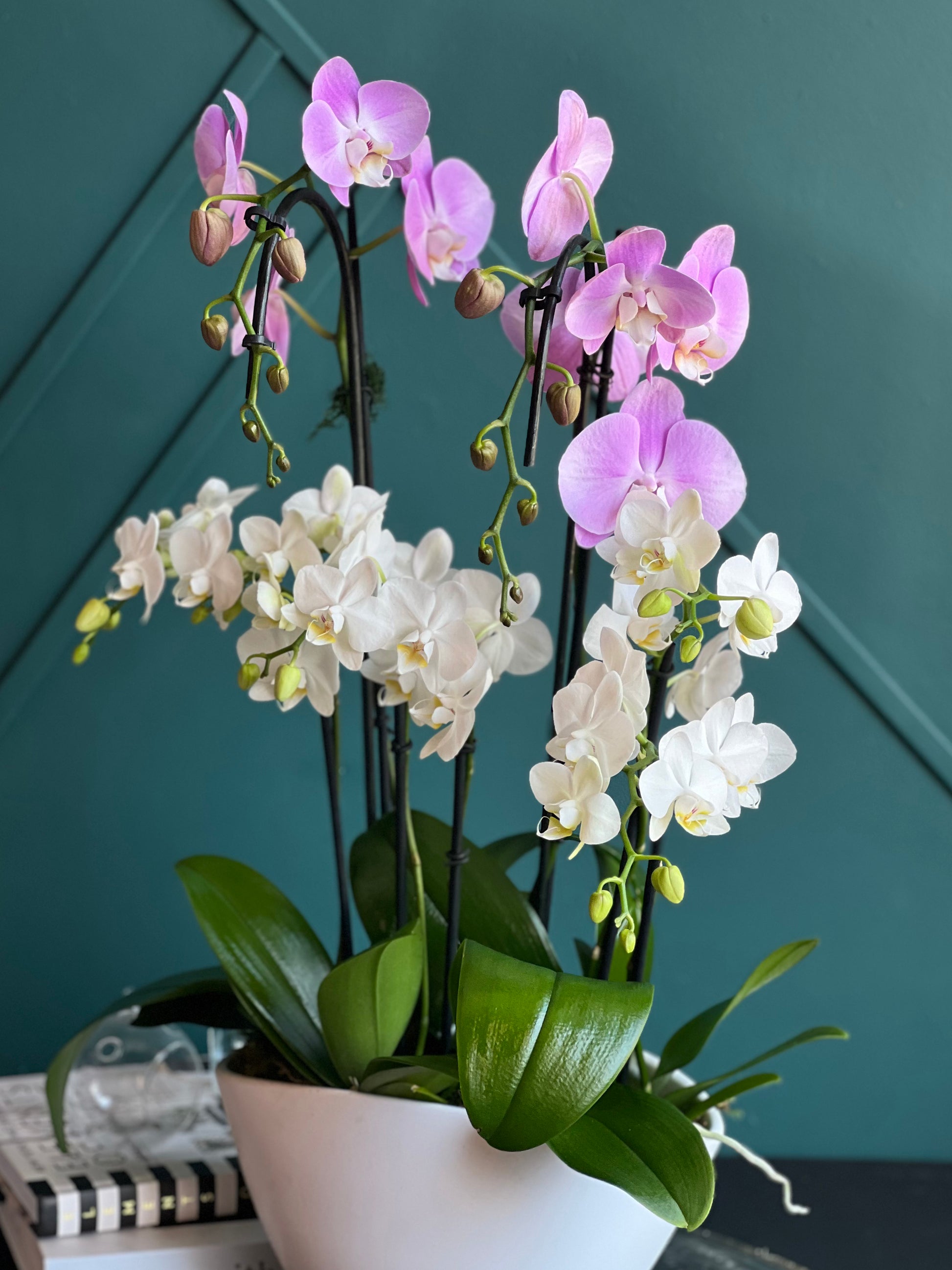 Mixed live orchids in contemporary white planter