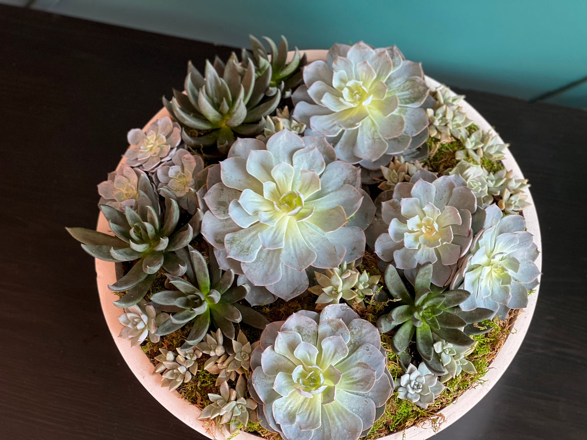 Mixed live succulents arranged in large modern cement planter