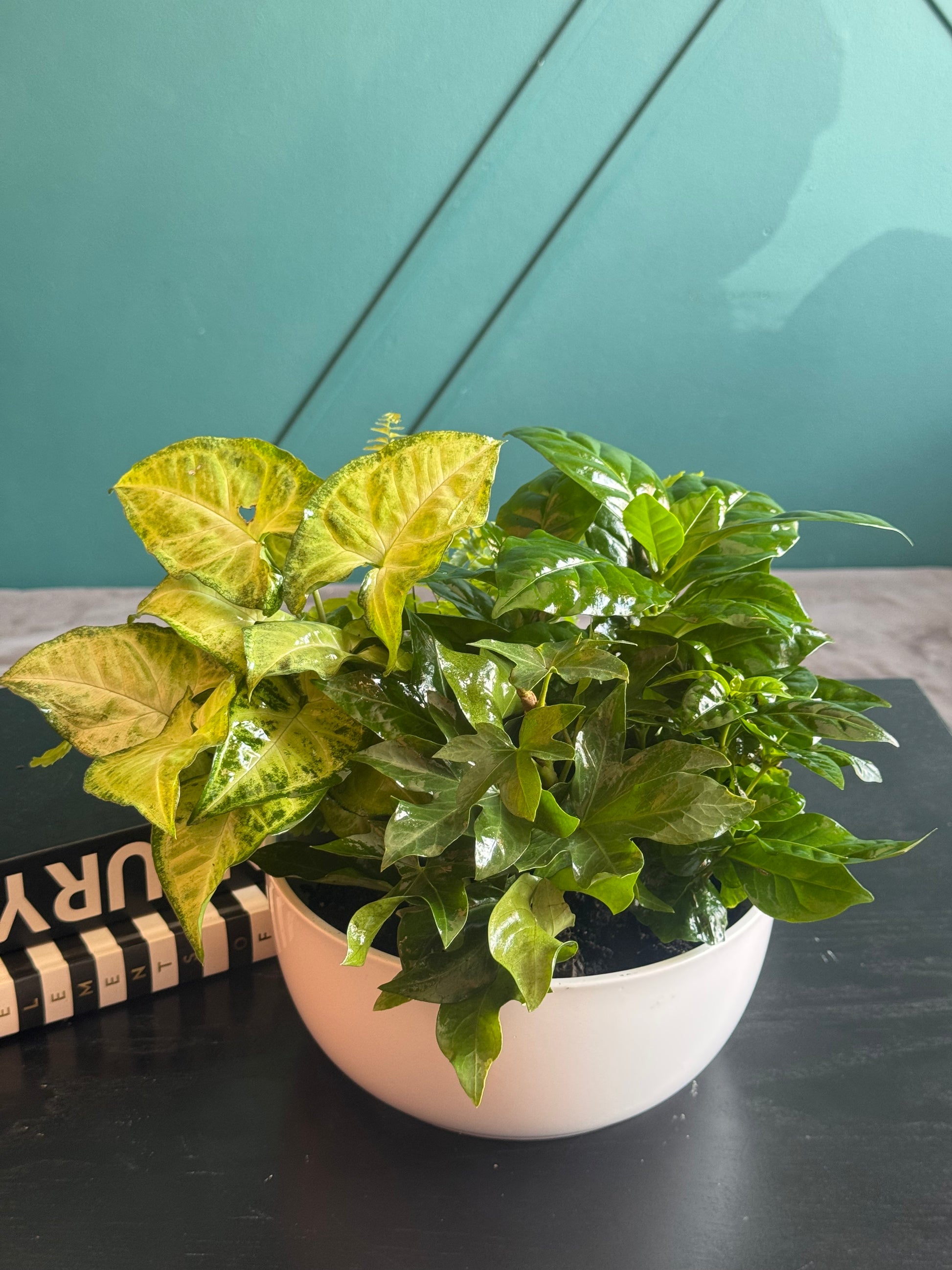 Mixed tropical plant arrangement in modern white planter
