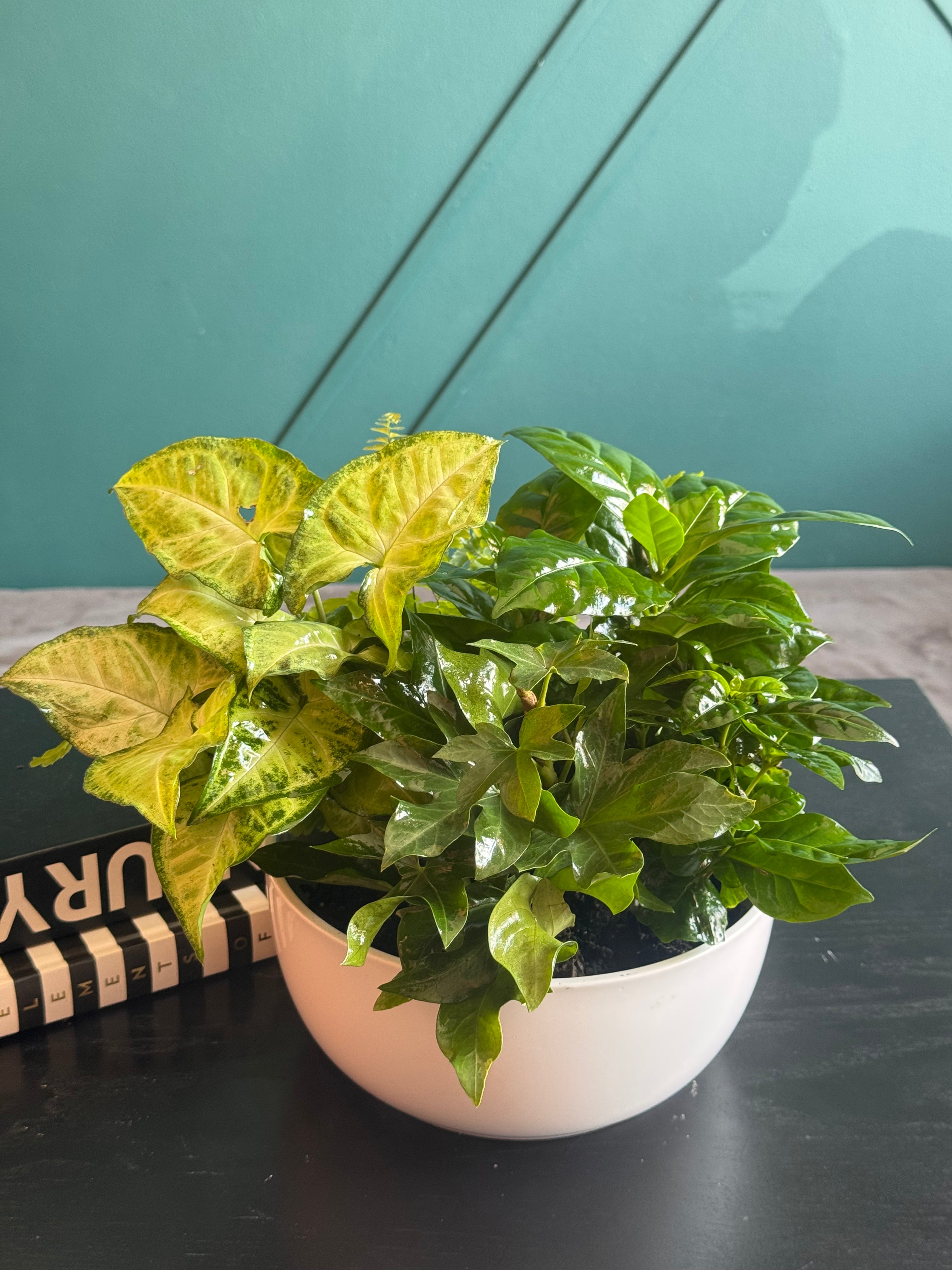 Mixed tropical plant arrangement in modern white planter