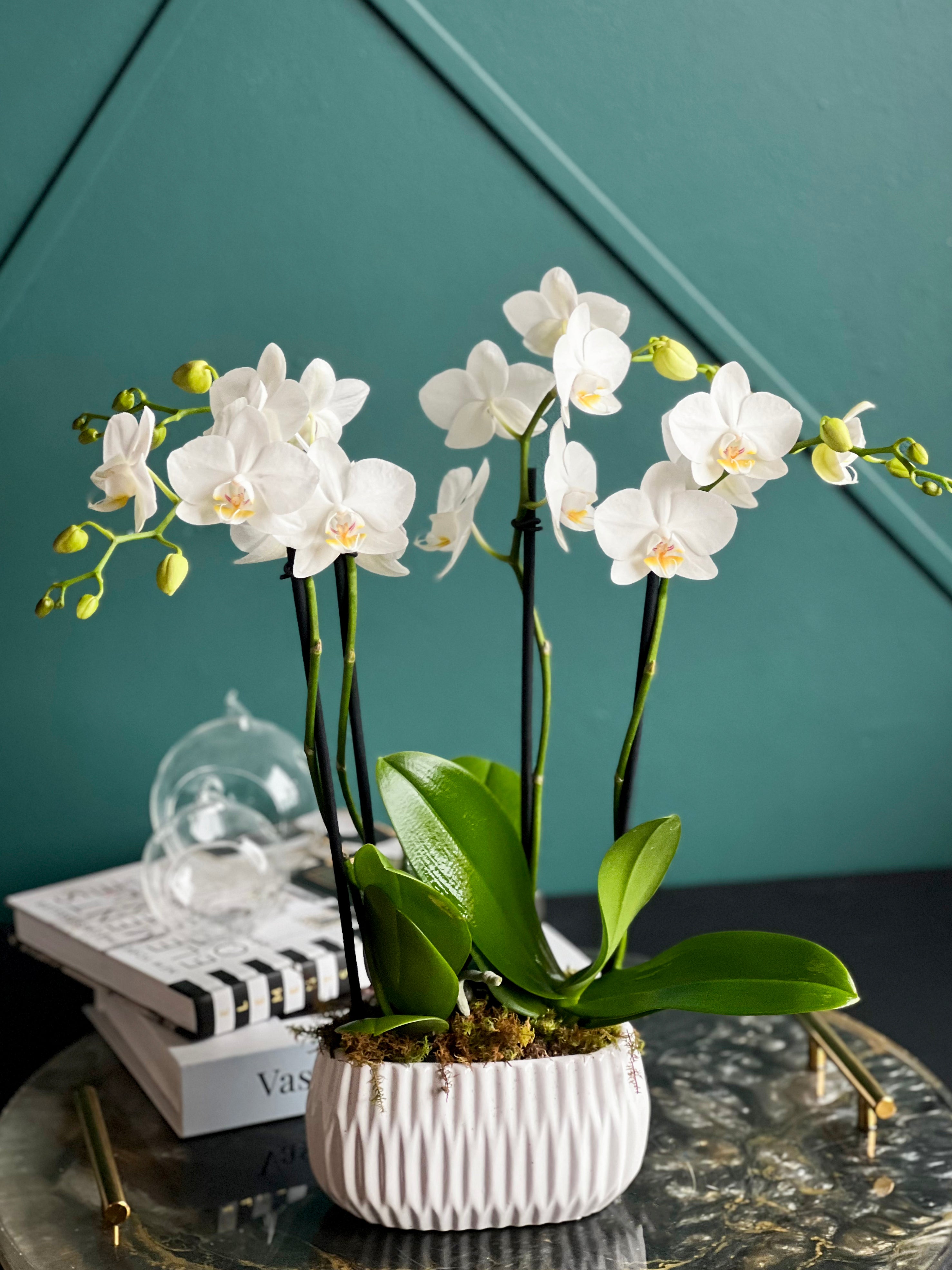 Modern ceramic orchid arrangement