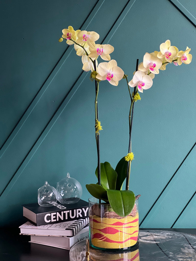 Modern live orchid arrangement for home or office décor