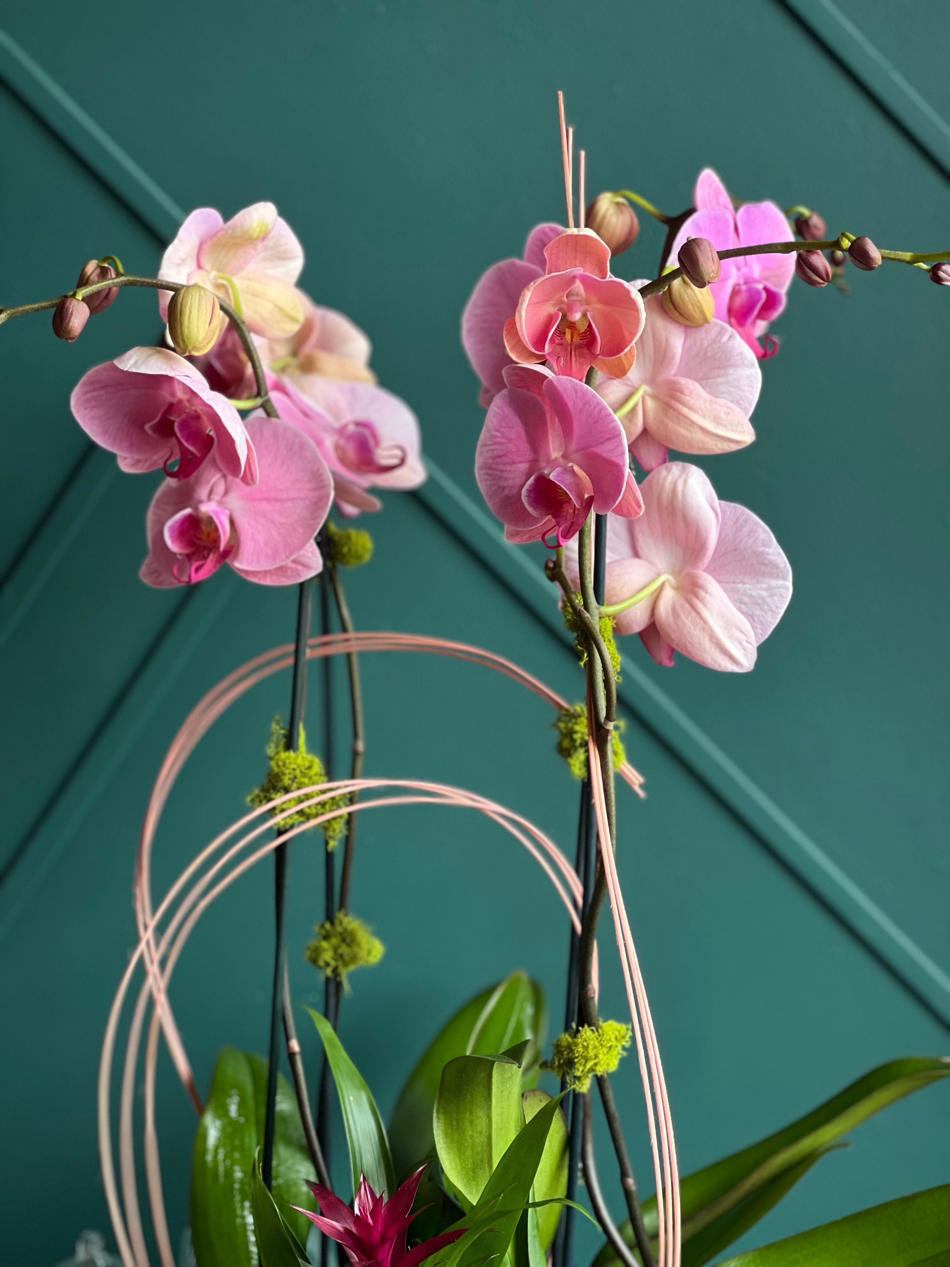 Modern orchid planter with decorative ring design
