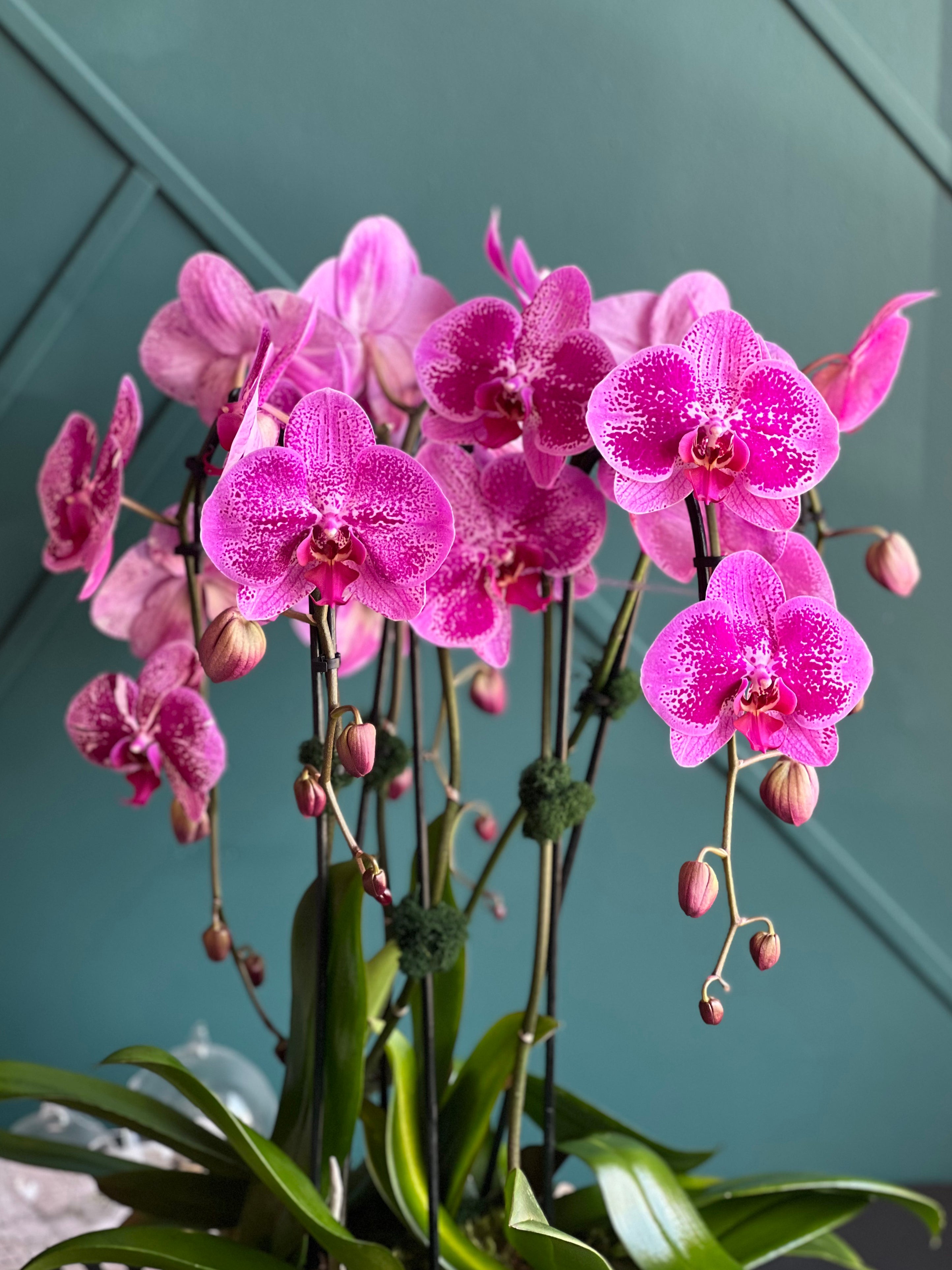 Modern pink Phalaenopsis orchid centerpiece