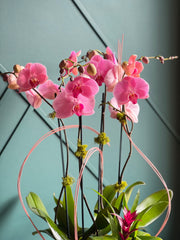 Modern pink double Phalaenopsis orchid arrangement with tropical bromeliad