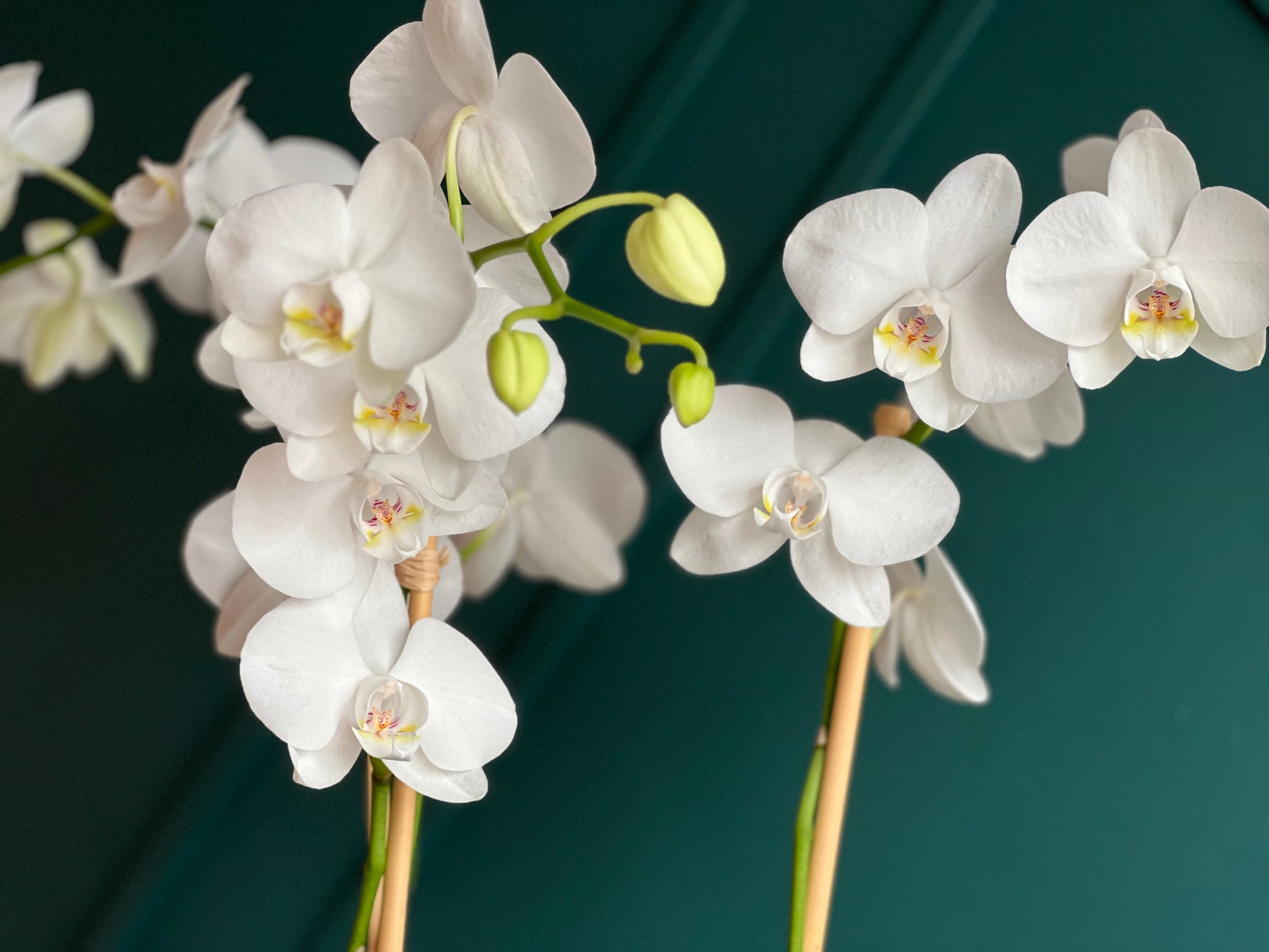 Modern white orchid centerpiece for luxury interiors
