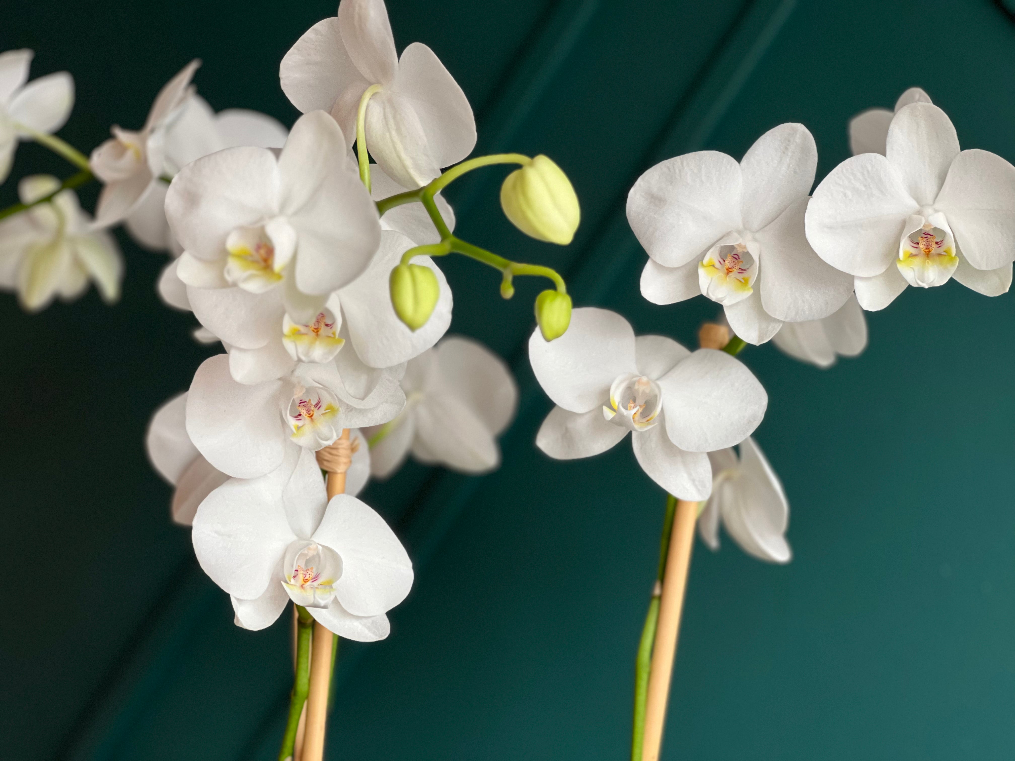 Modern white orchid centerpiece for luxury interiors