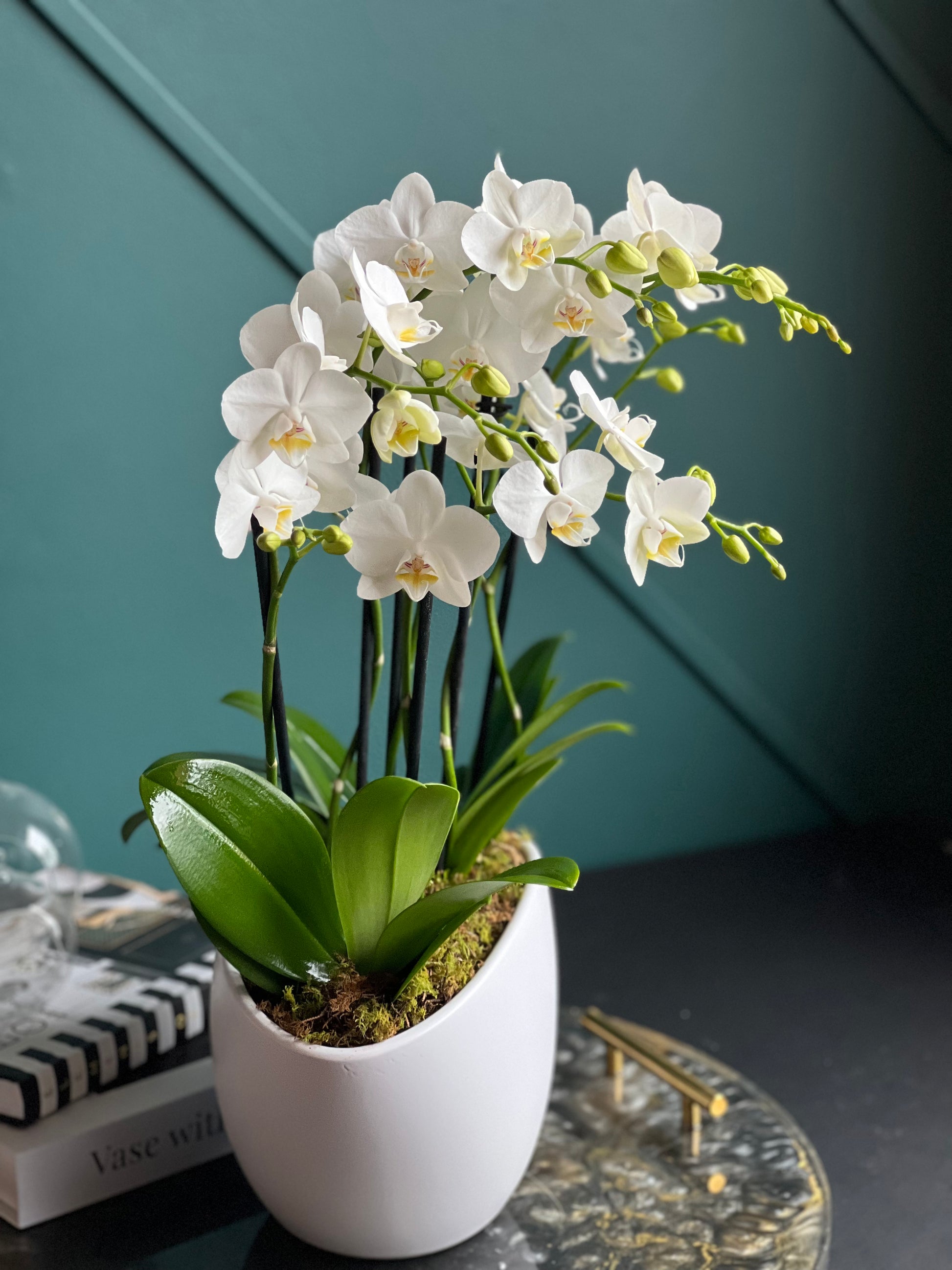 Modern white orchid centerpiece in ceramic planter from Luxury Flowers Miami