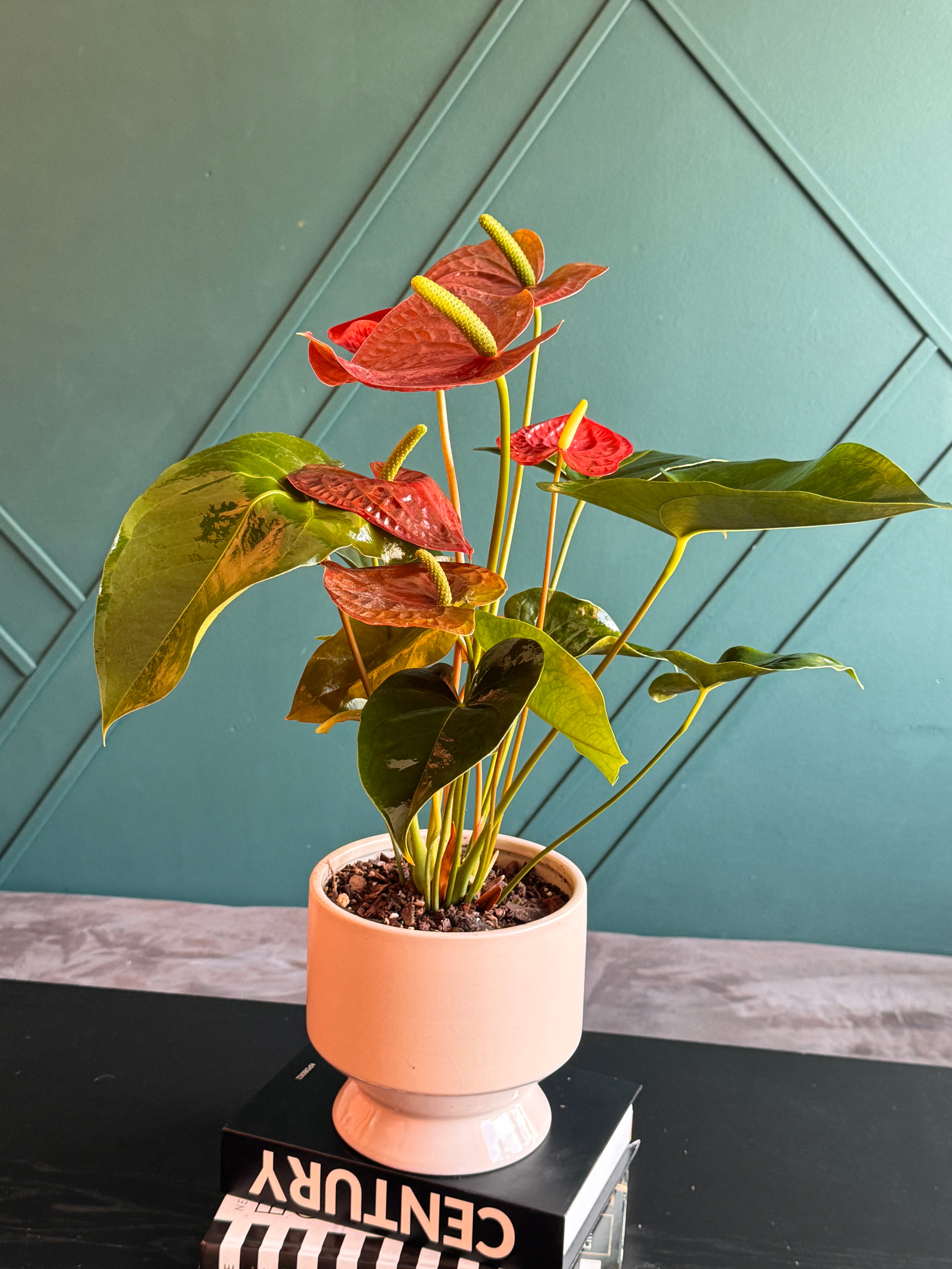 Potted Anthurium Plant with vibrant blooms and green leaves