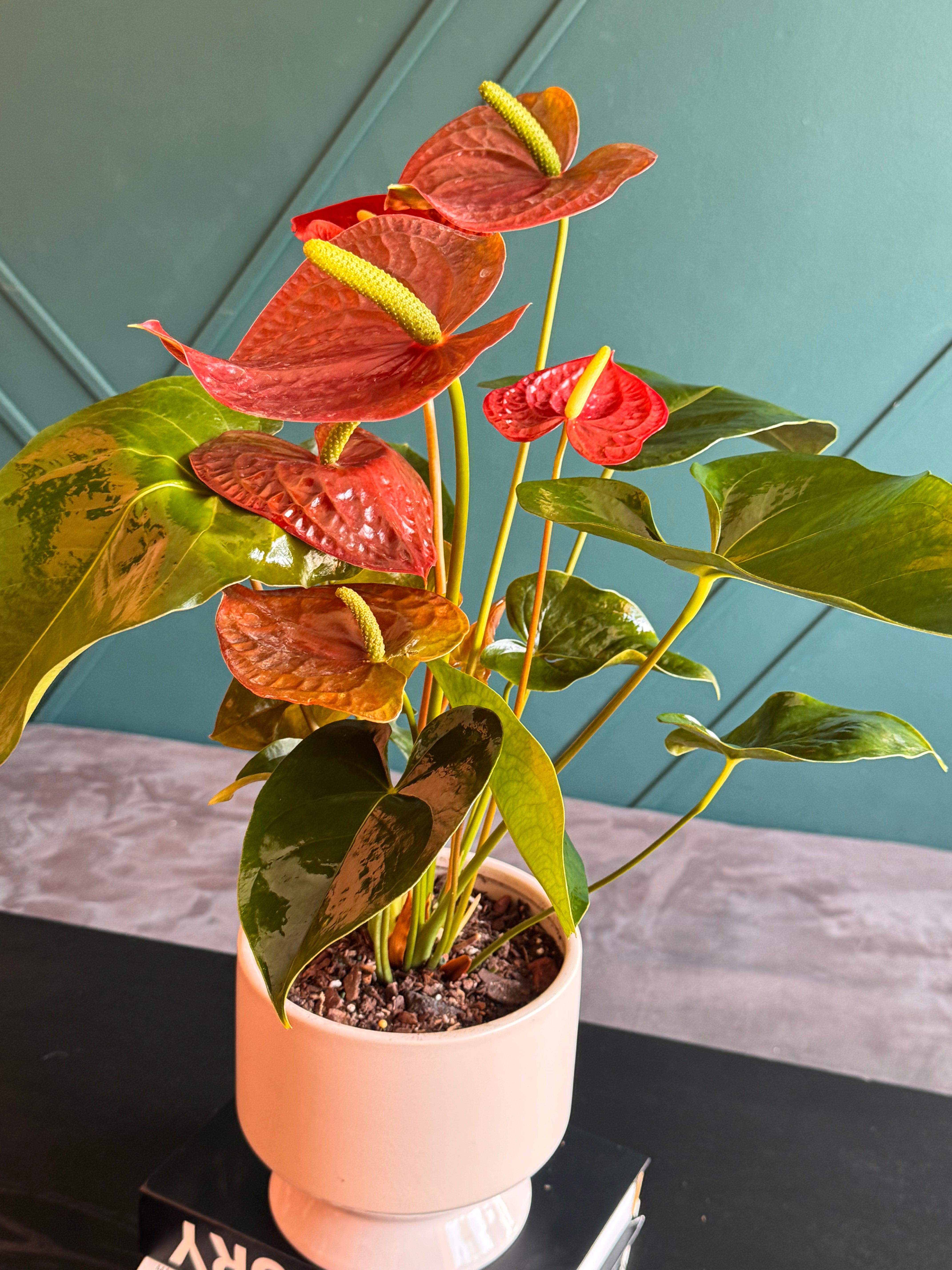 Potted Anthurium flowering plant for Miami Beach delivery