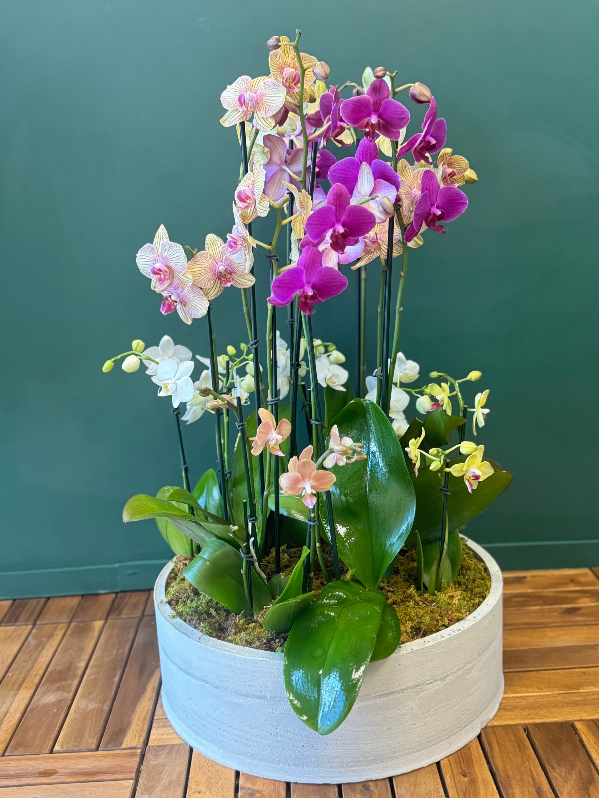 Premium Phalaenopsis orchid design for home or office décor