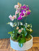 Premium Phalaenopsis orchid design for home or office décor