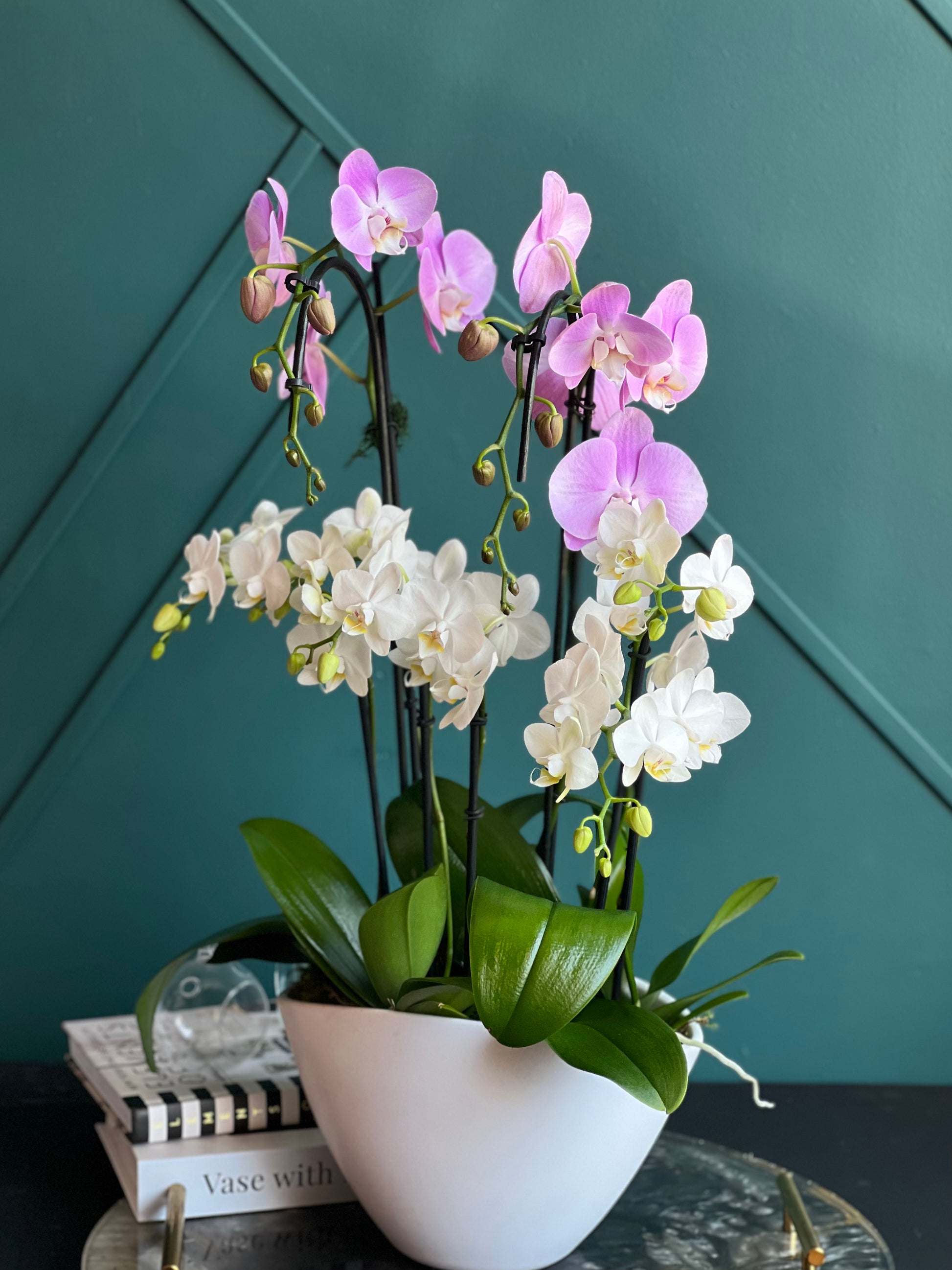 Premium Phalaenopsis orchid garden for luxury interior décor