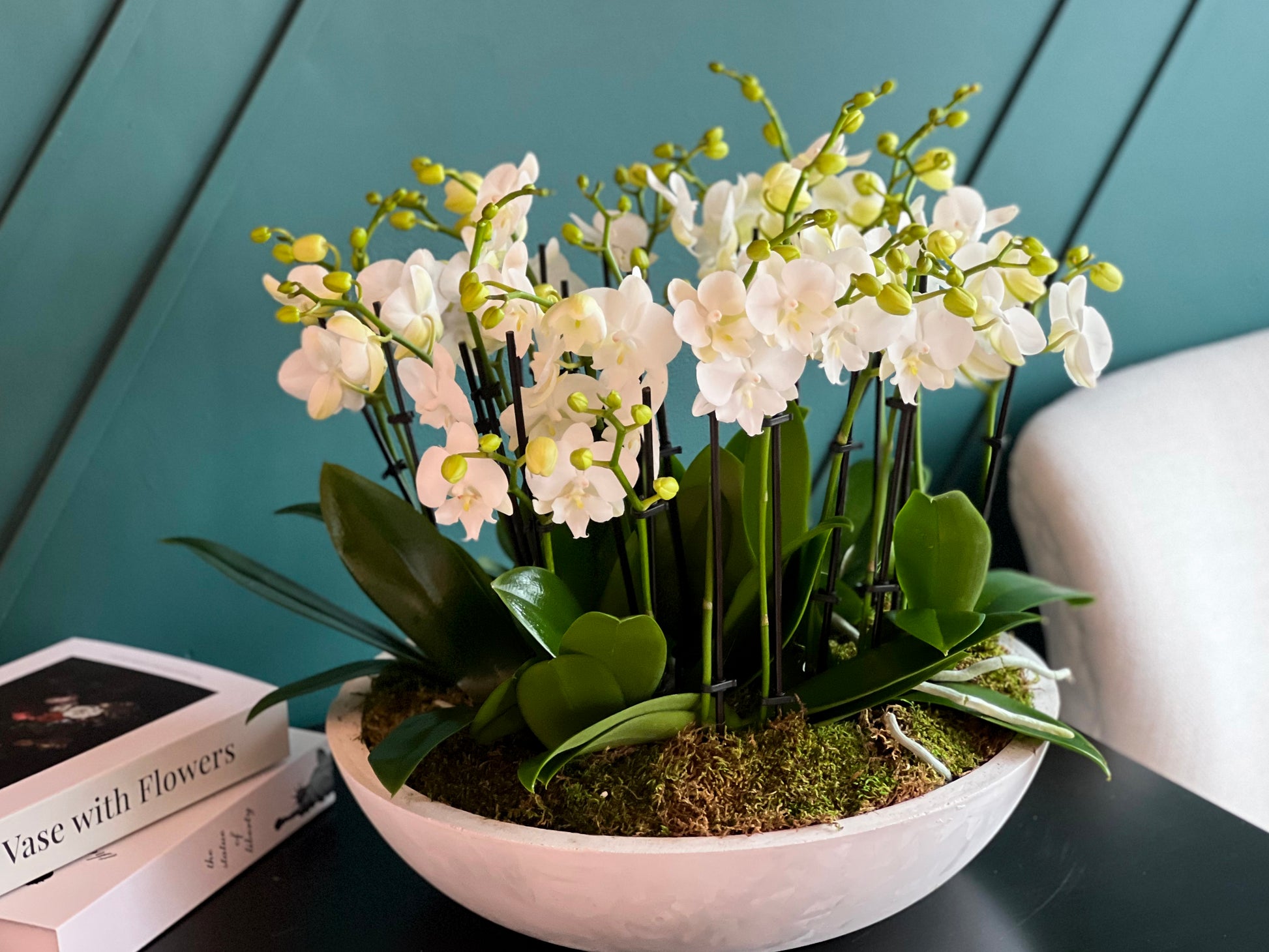 Premium Phalaenopsis orchid plants arranged in Miami