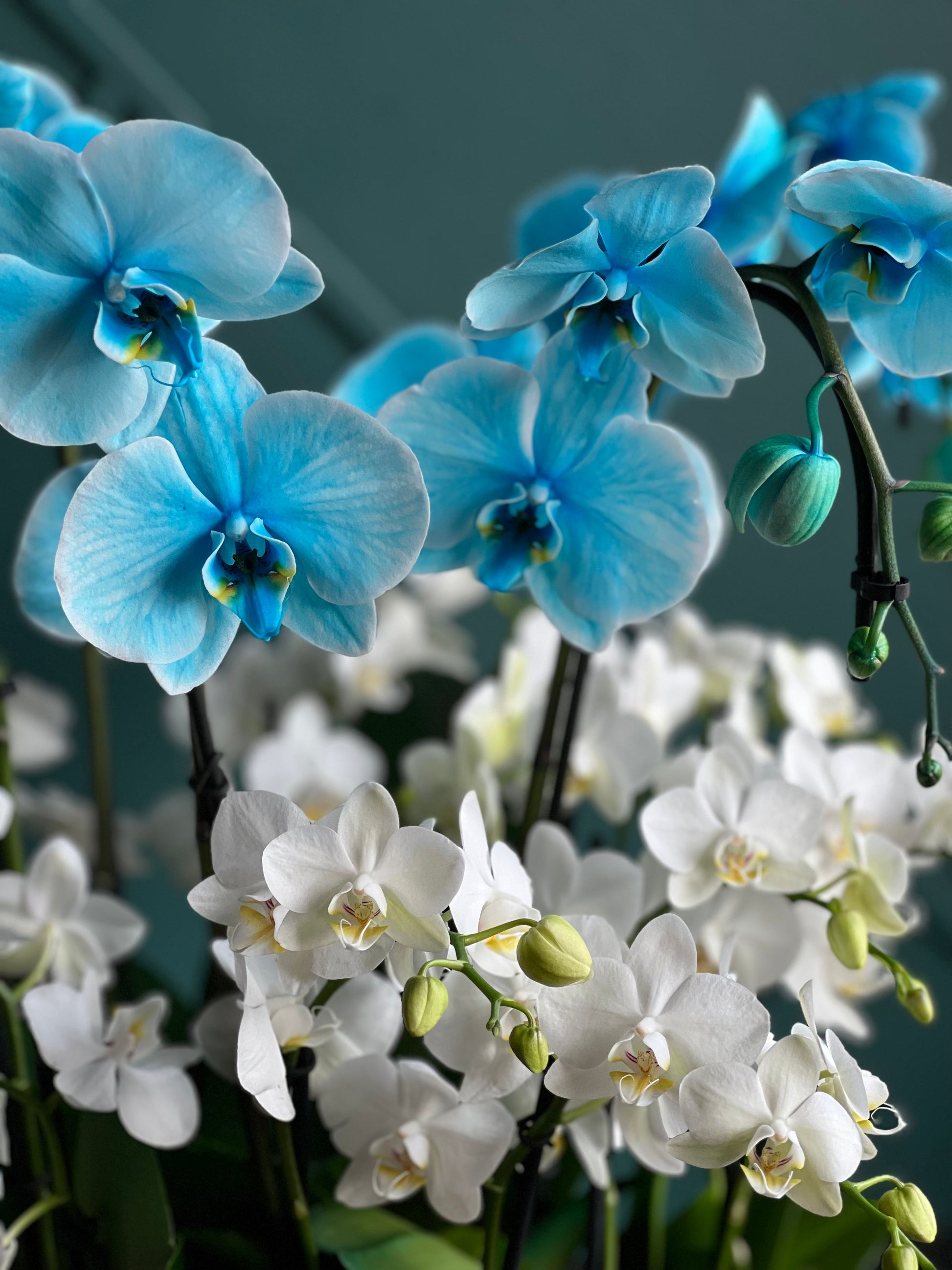Premium blue orchid arrangement in designer ceramic bowl
