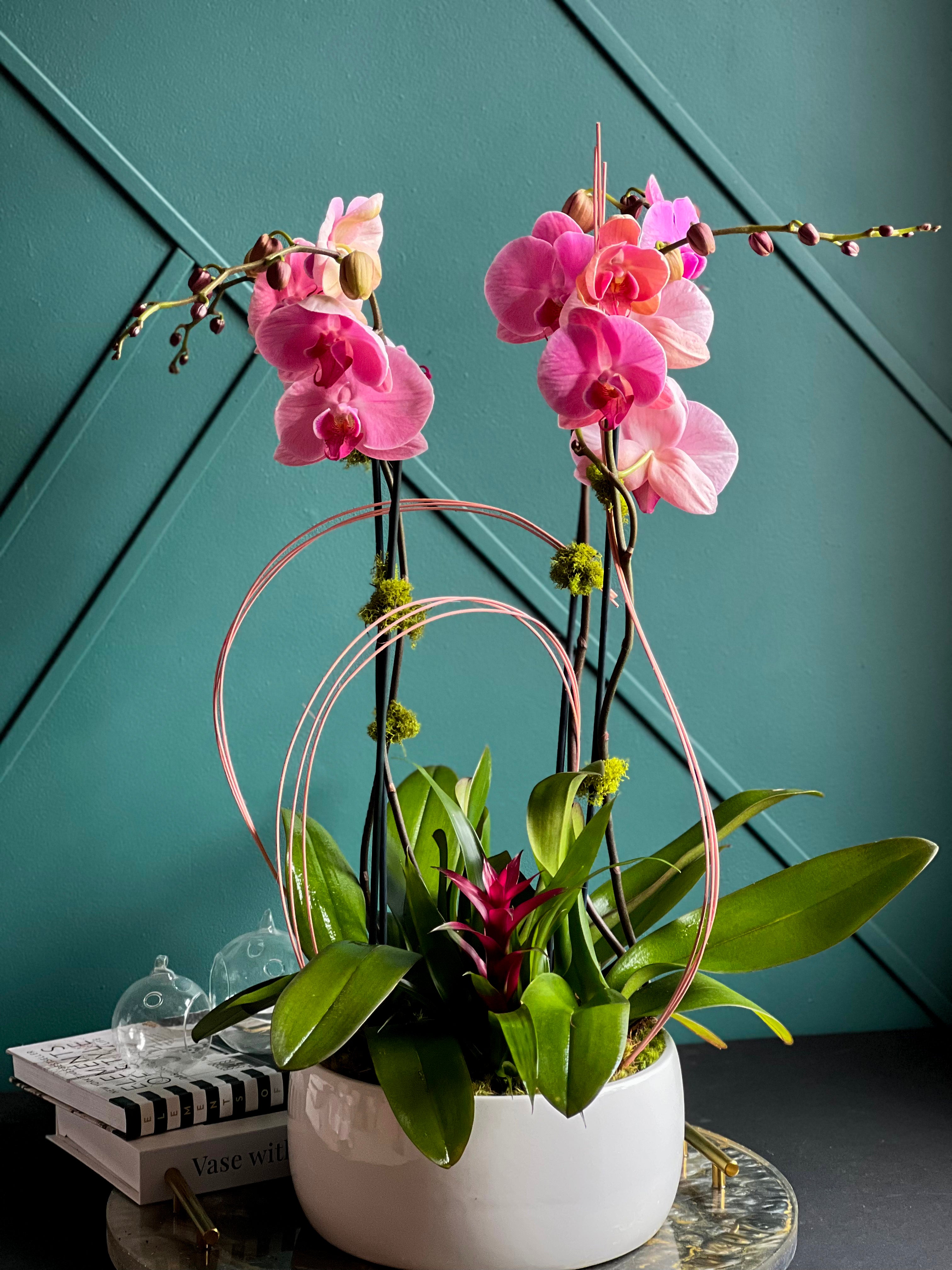Premium live orchid arrangement available for delivery in Miami Beach