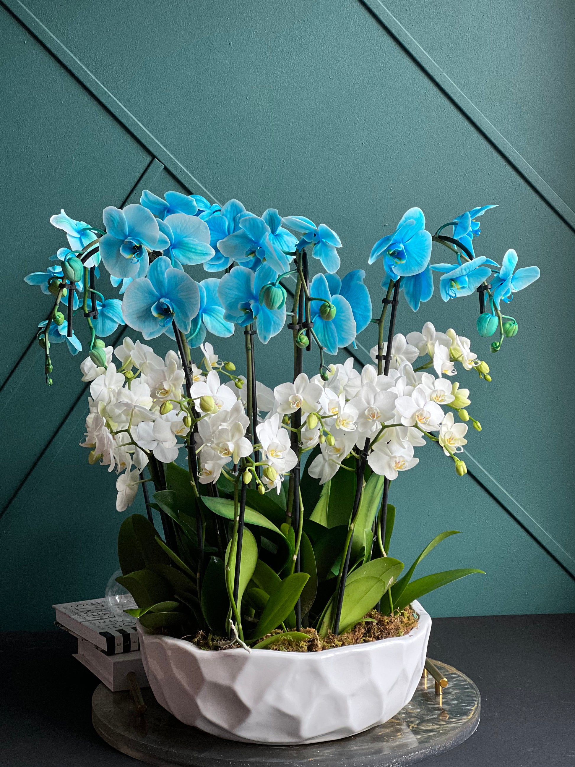 Premium orchid garden with ceramic bowl