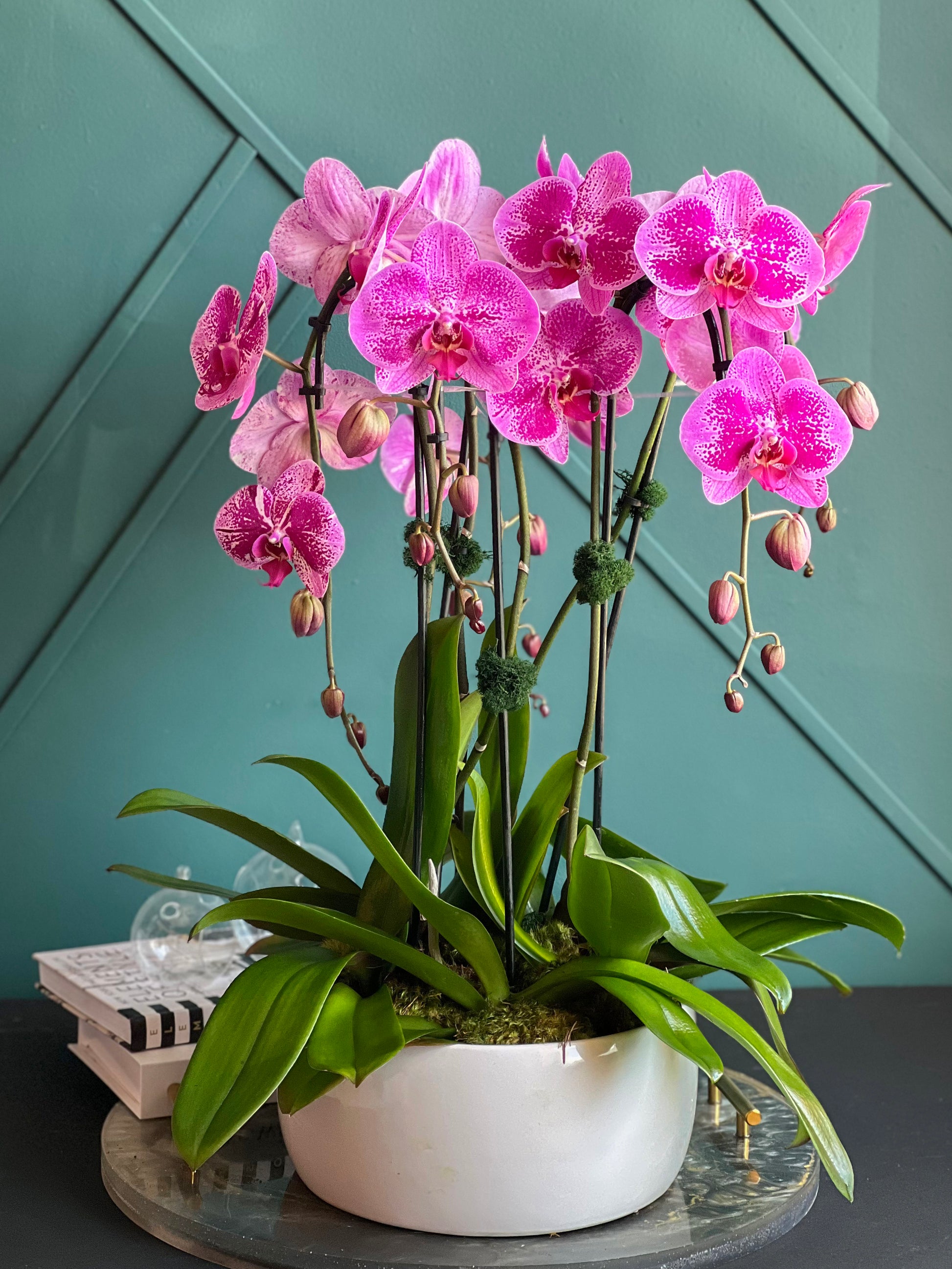 Premium orchid gift with same-day delivery in Miami