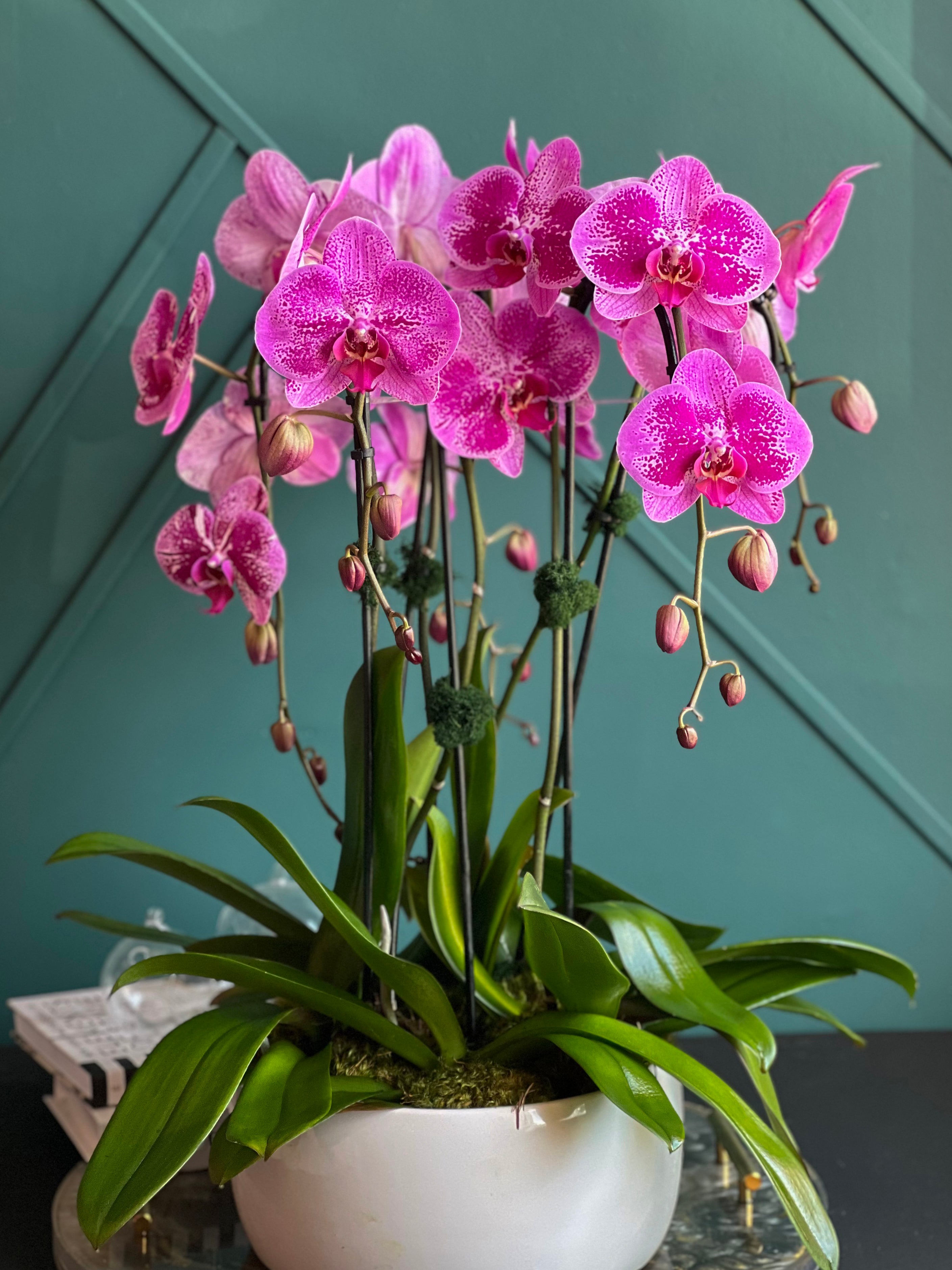 Premium pink Phalaenopsis orchids in white ceramic planter