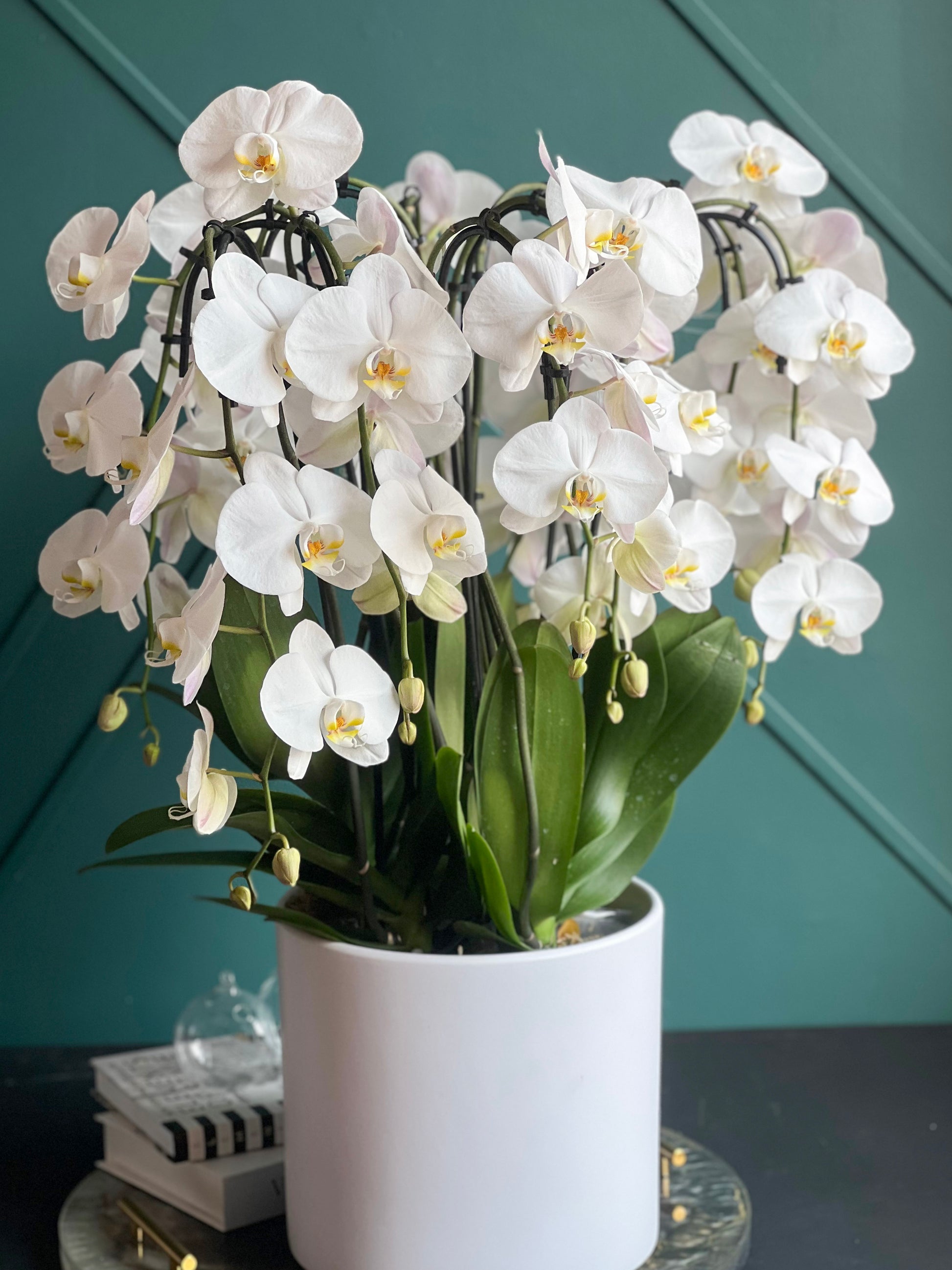 Premium waterfall orchid display with cascading Phalaenopsis blooms