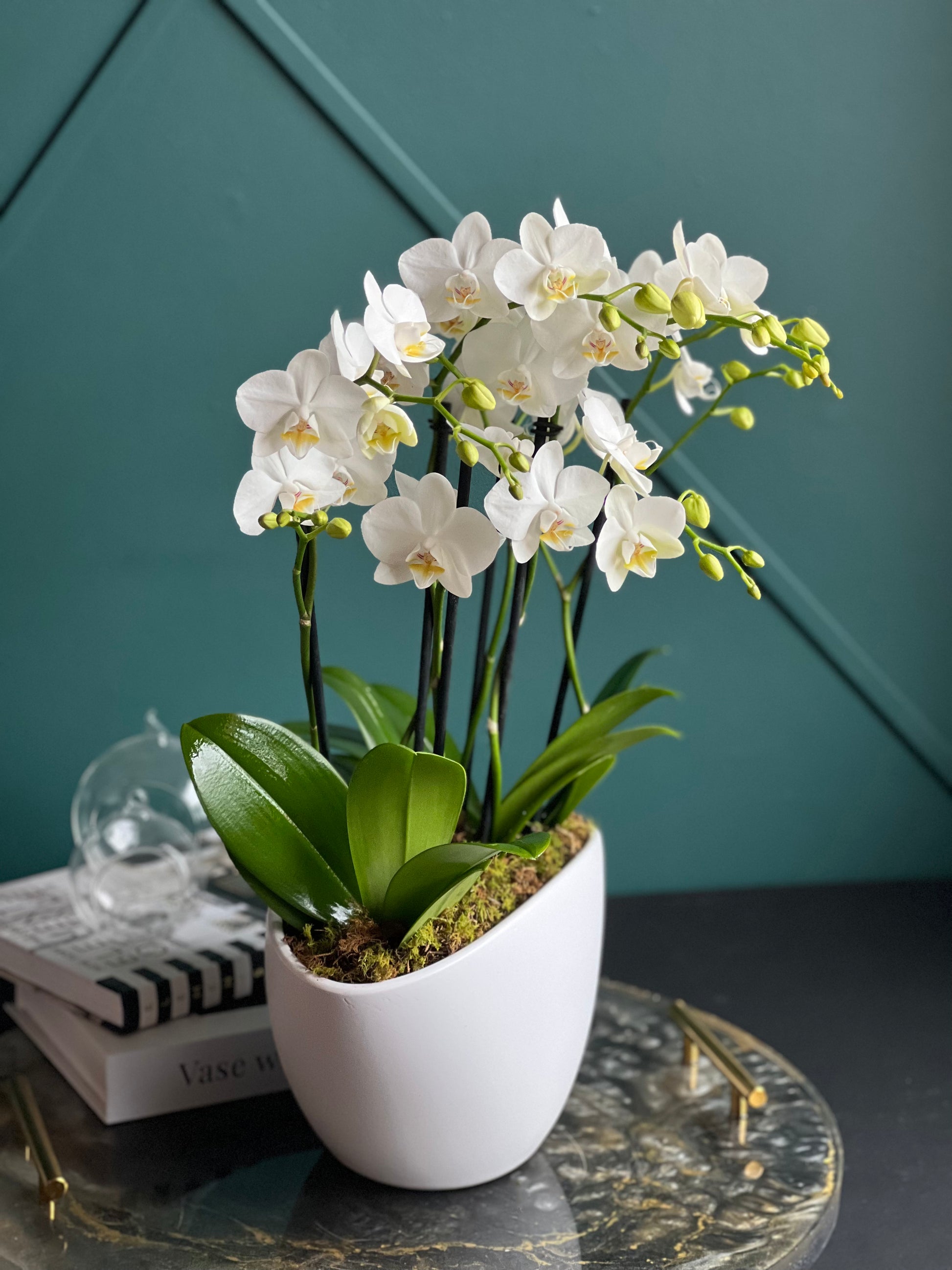 Premium white Phalaenopsis orchid gift with same-day Miami delivery