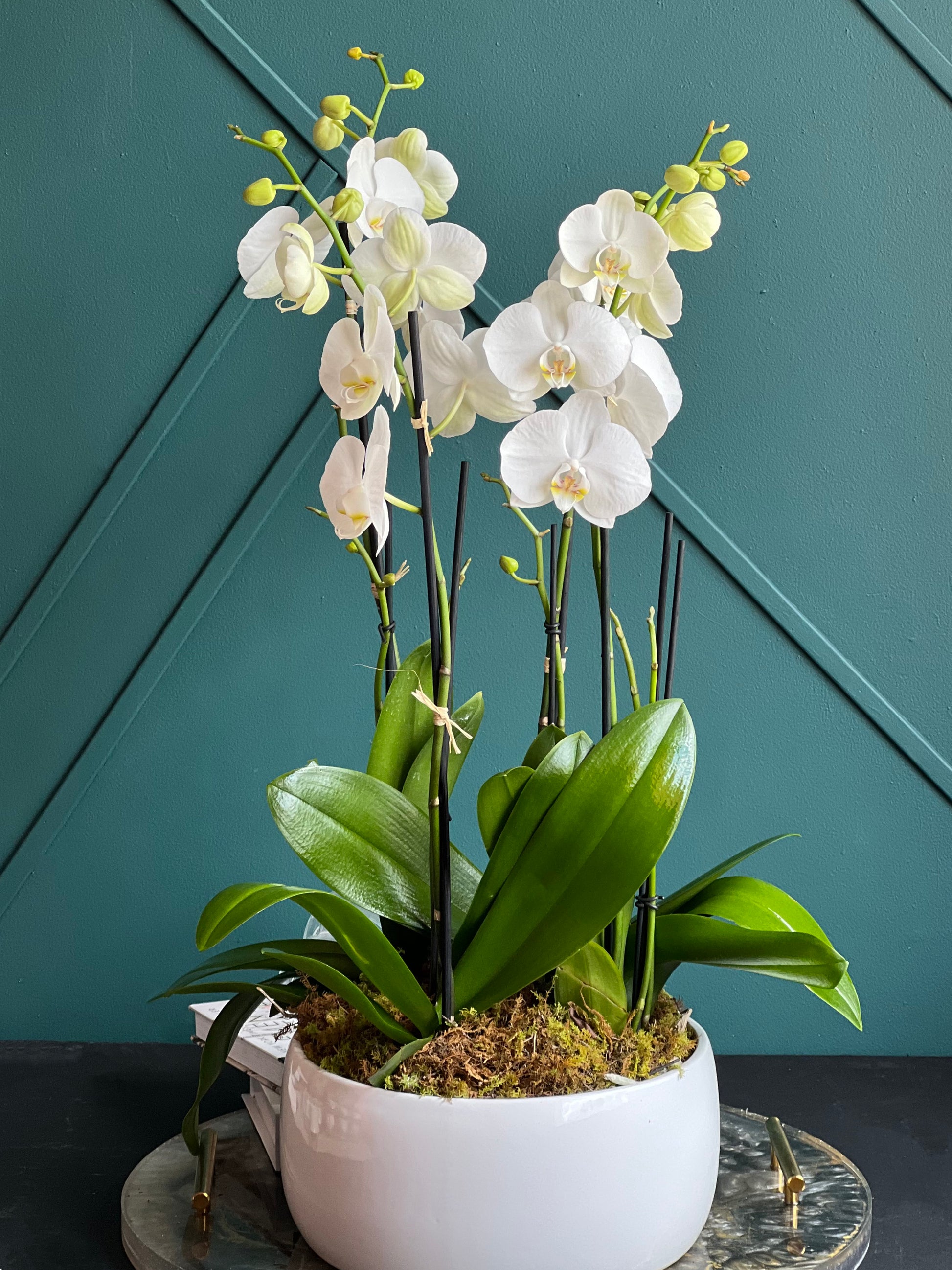 Premium white orchid arrangement for Miami Beach homes
