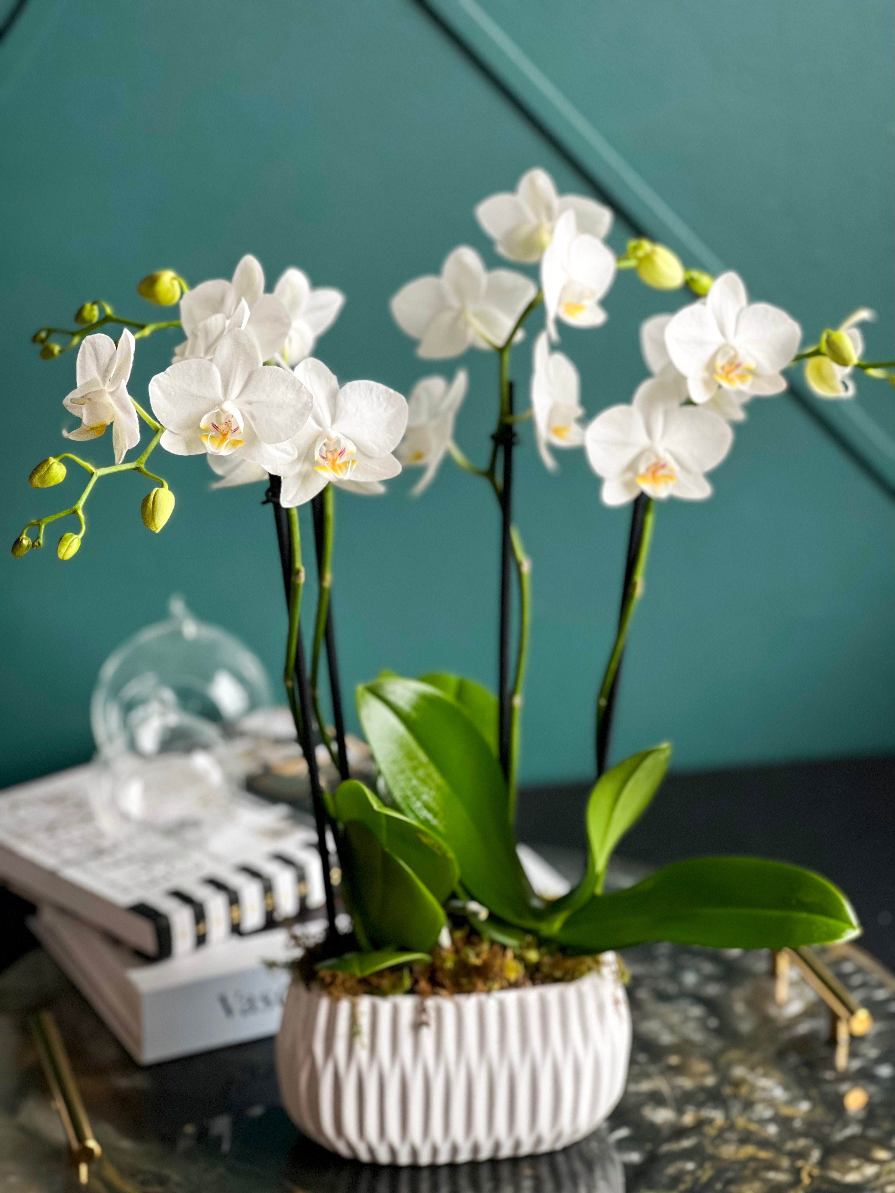 Premium white orchid centerpiece