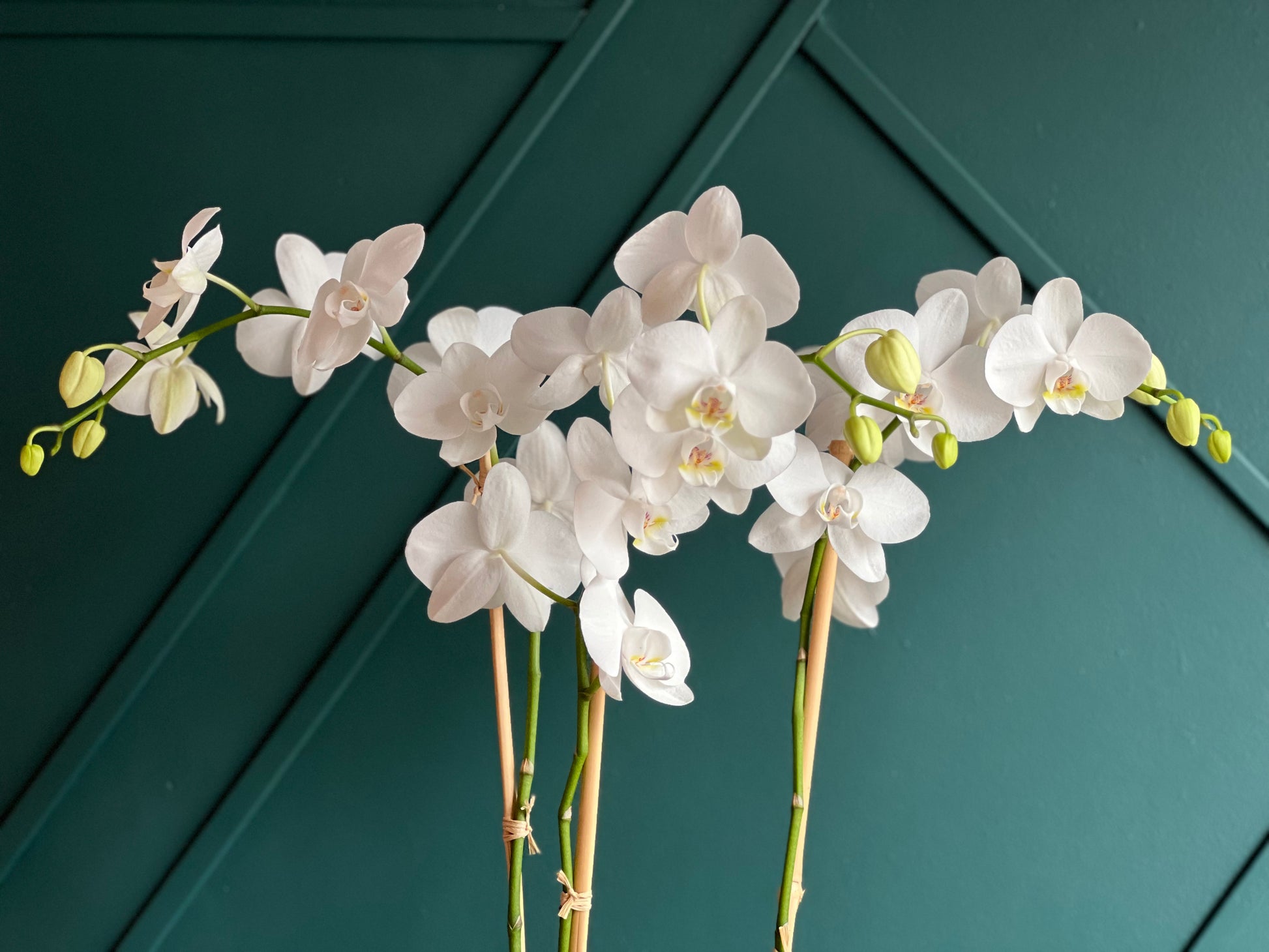 Premium white orchids with decorative sand and shells