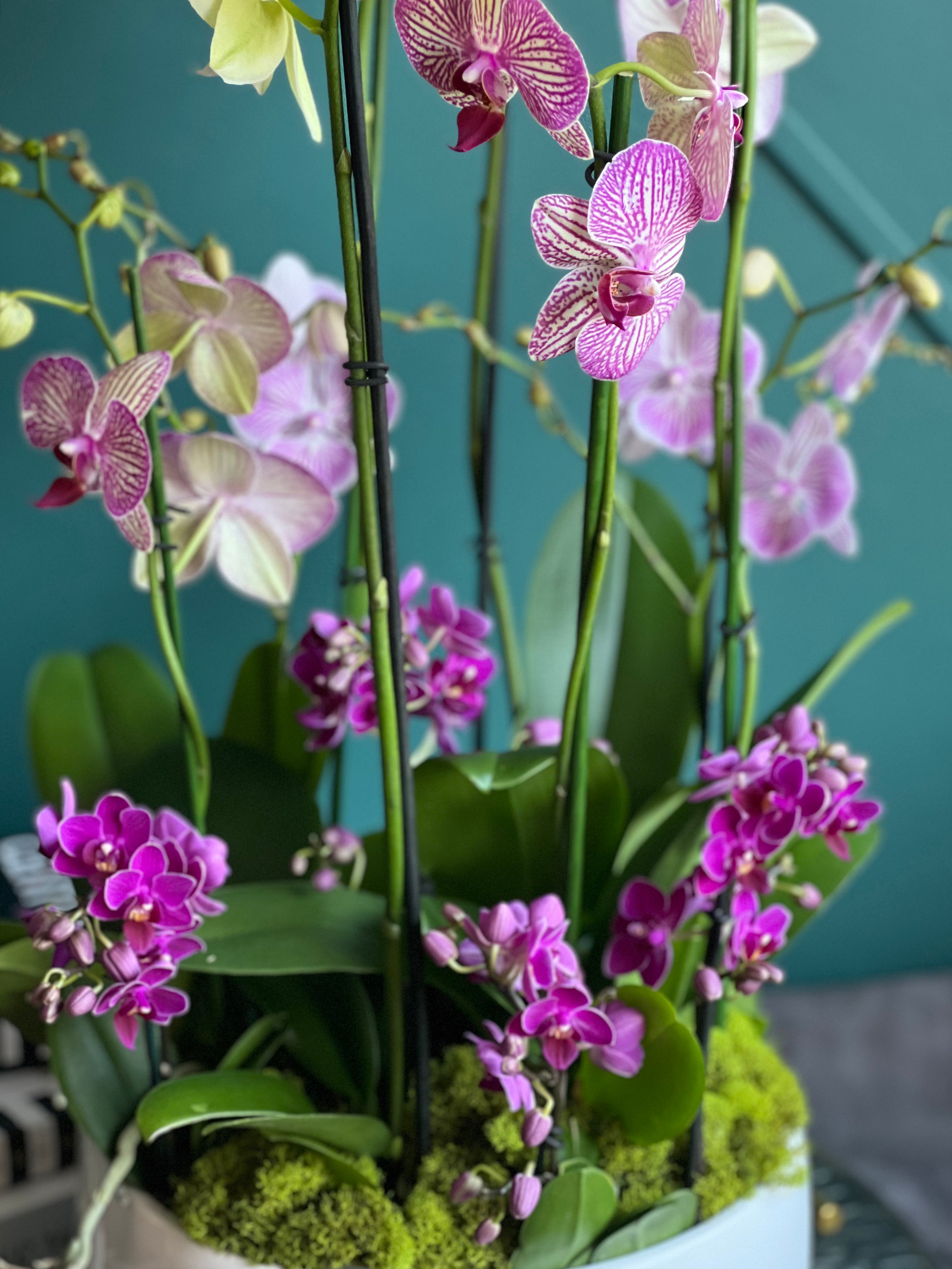 Same-day orchid delivery in Miami by Luxury Flowers Miami