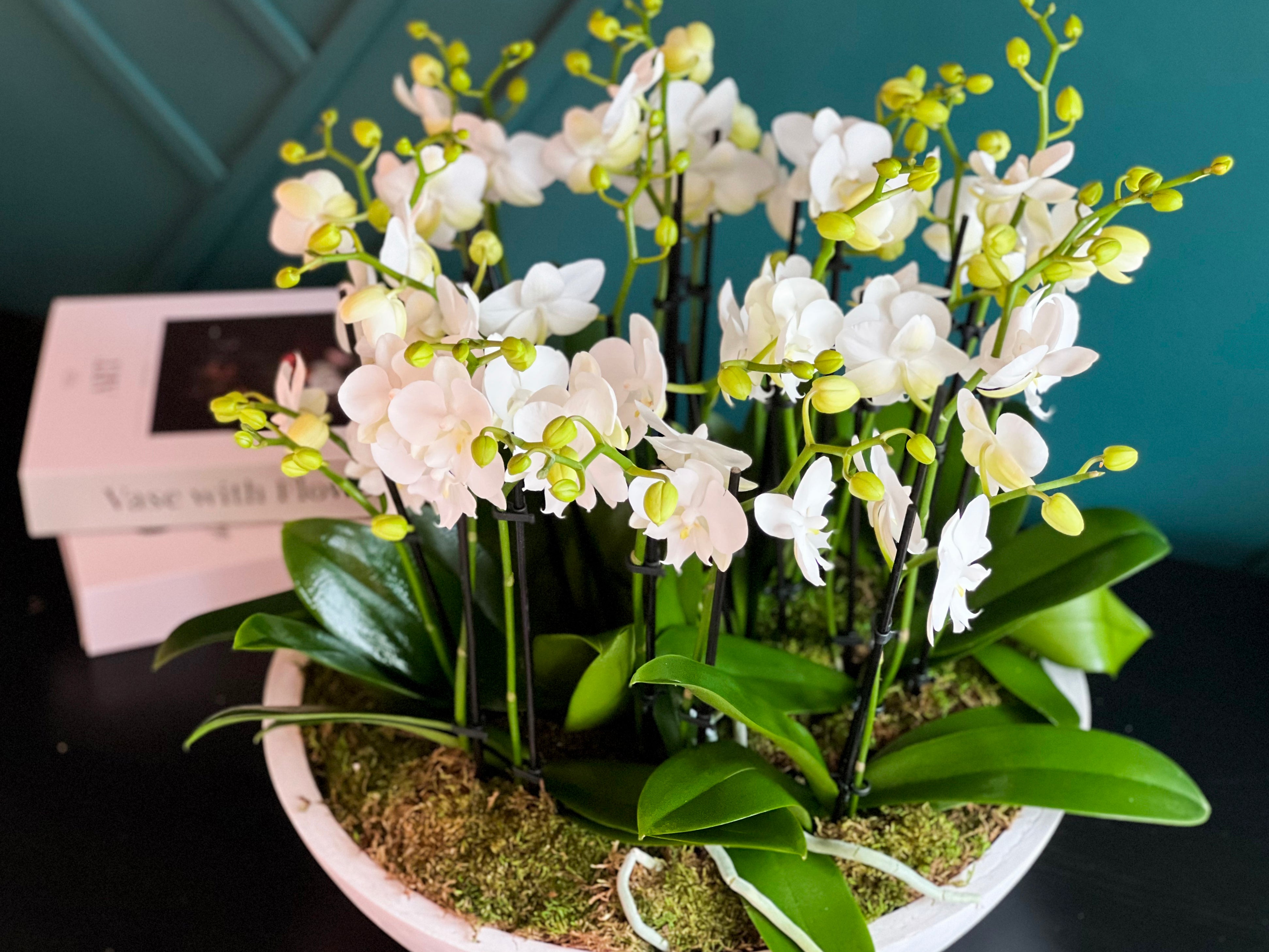 Sophisticated mini orchid garden with white blooms