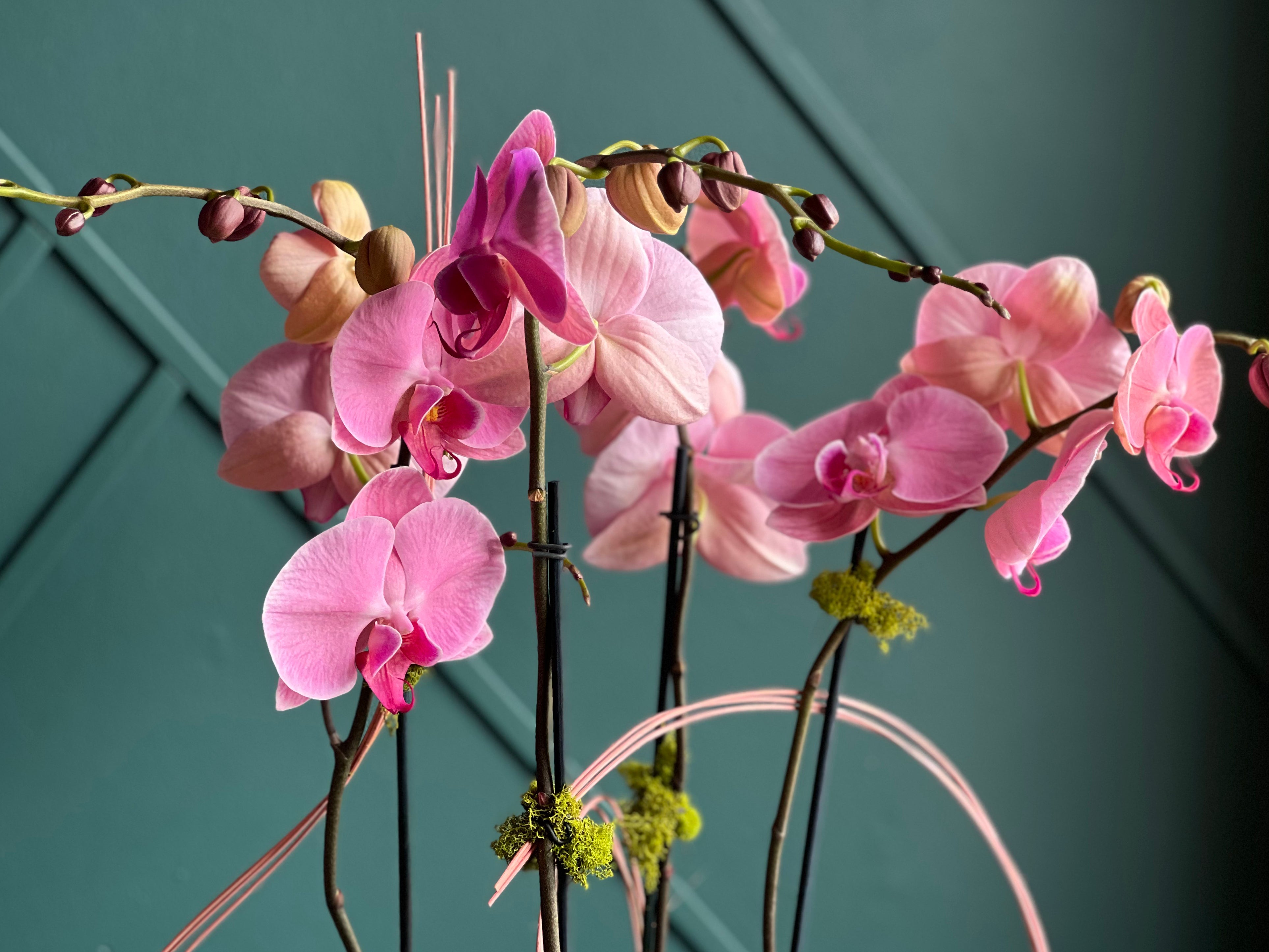 Sophisticated orchid centerpiece for home, office, hotel or yacht décor