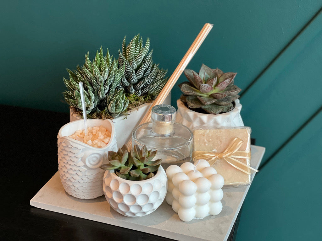 Succulent Gift Set with three potted succulents on cement tray