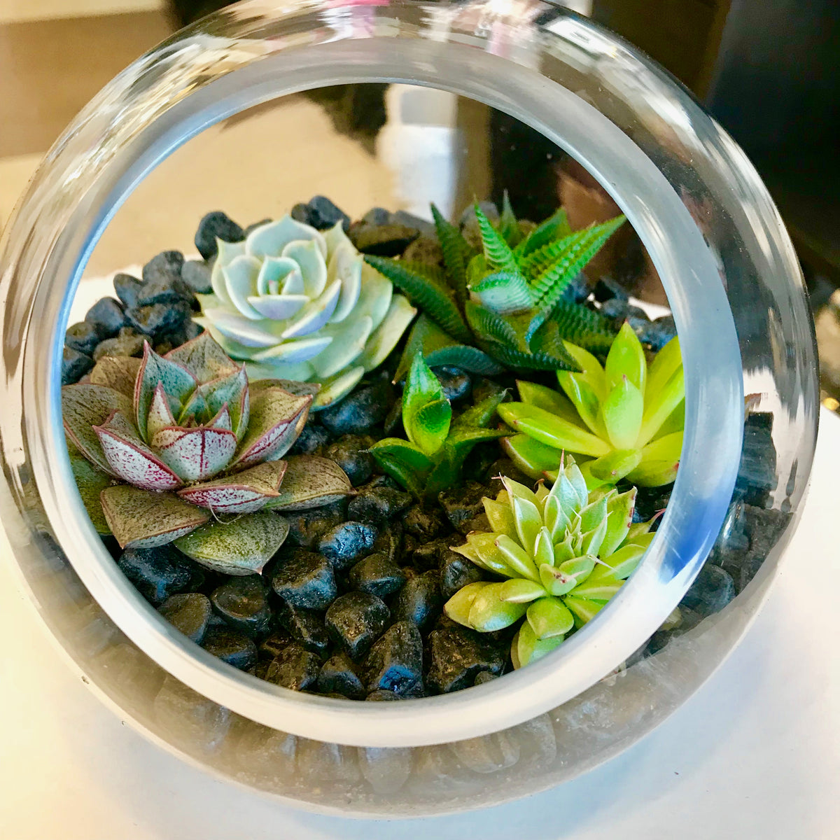 Succulent Terrarium with green plants and dark decorative stones