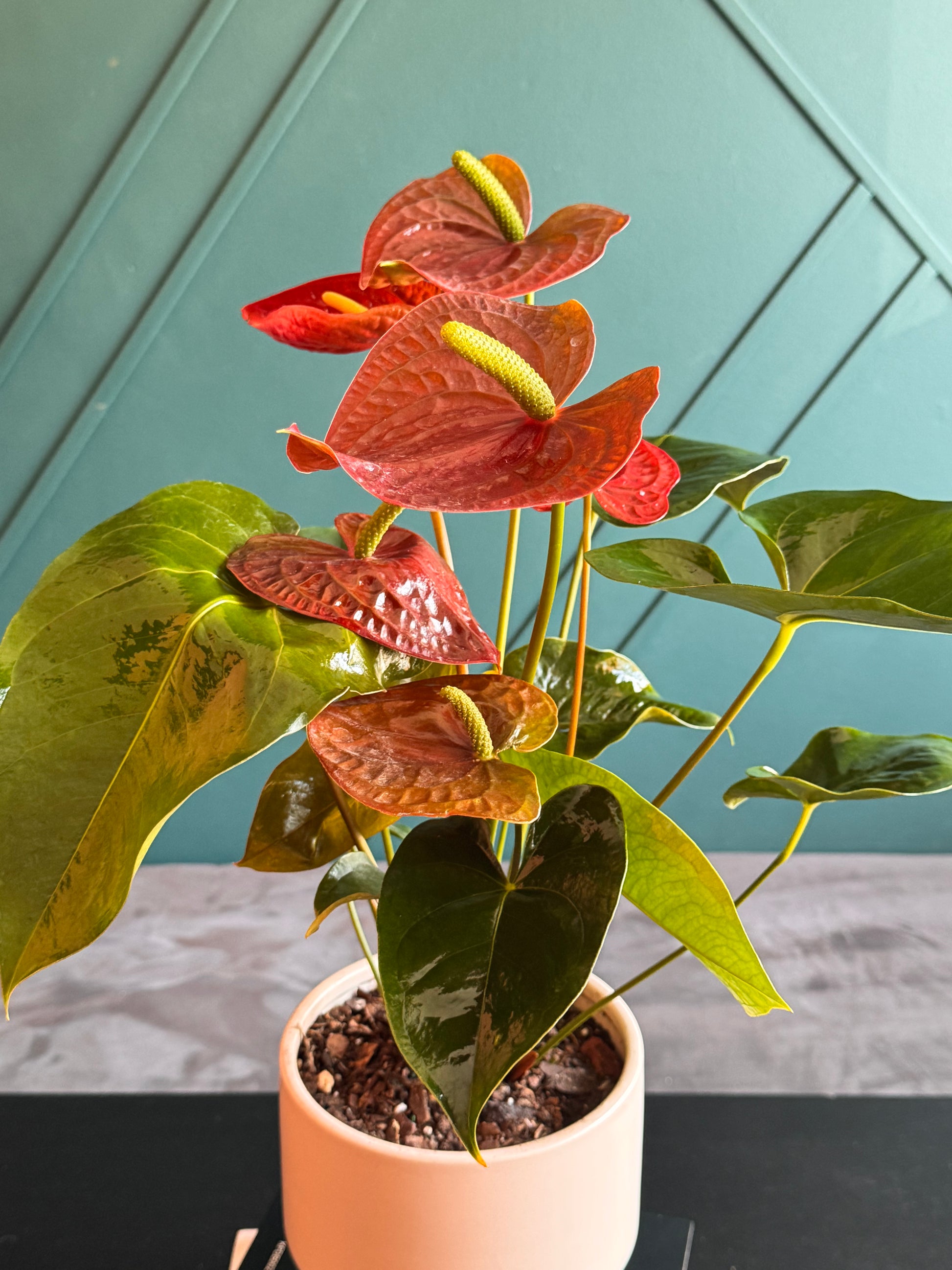 Tropical Anthurium Plant gift available for delivery in Miami