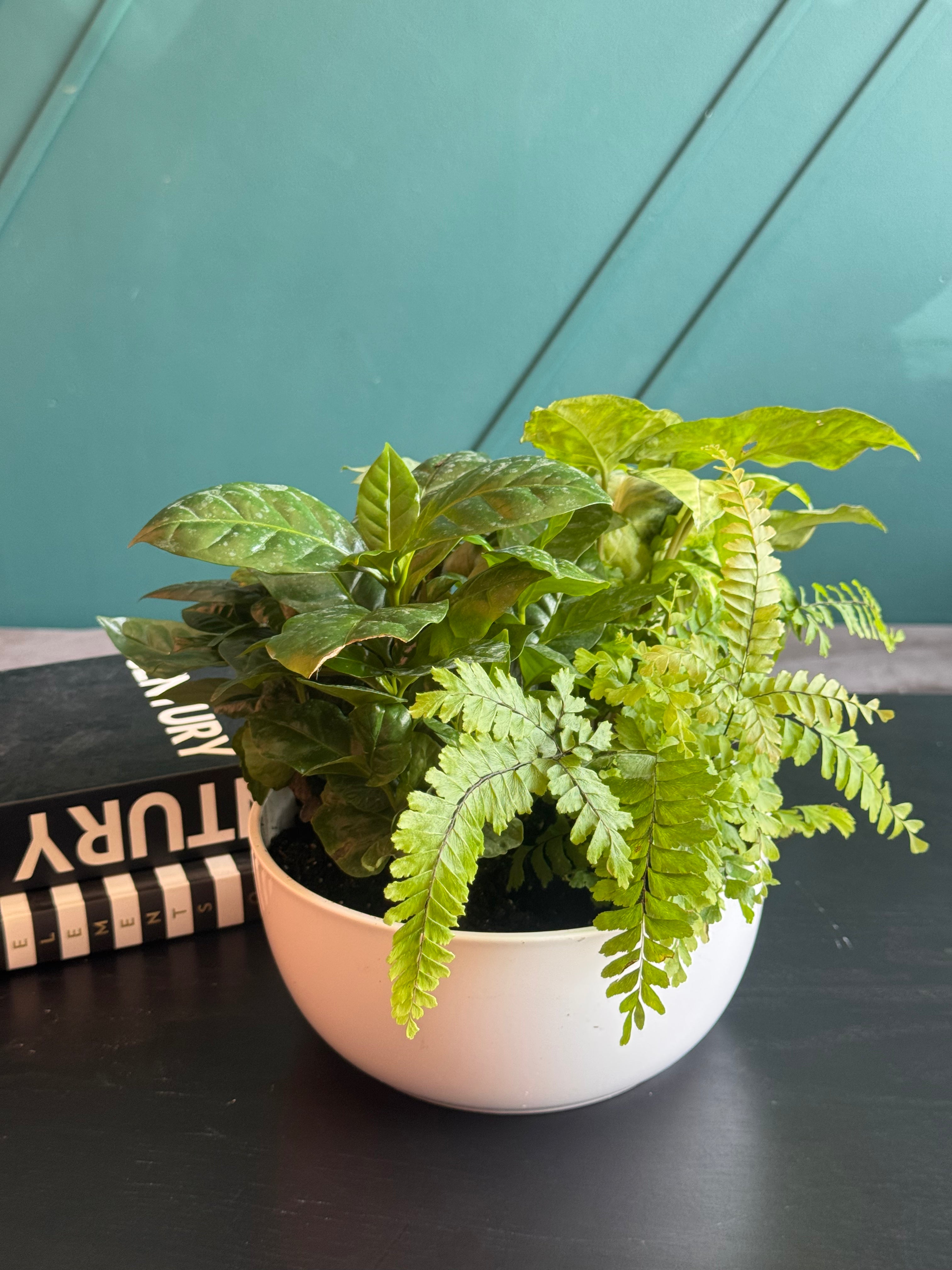 Tropical dish garden Miami with mixed live indoor plants