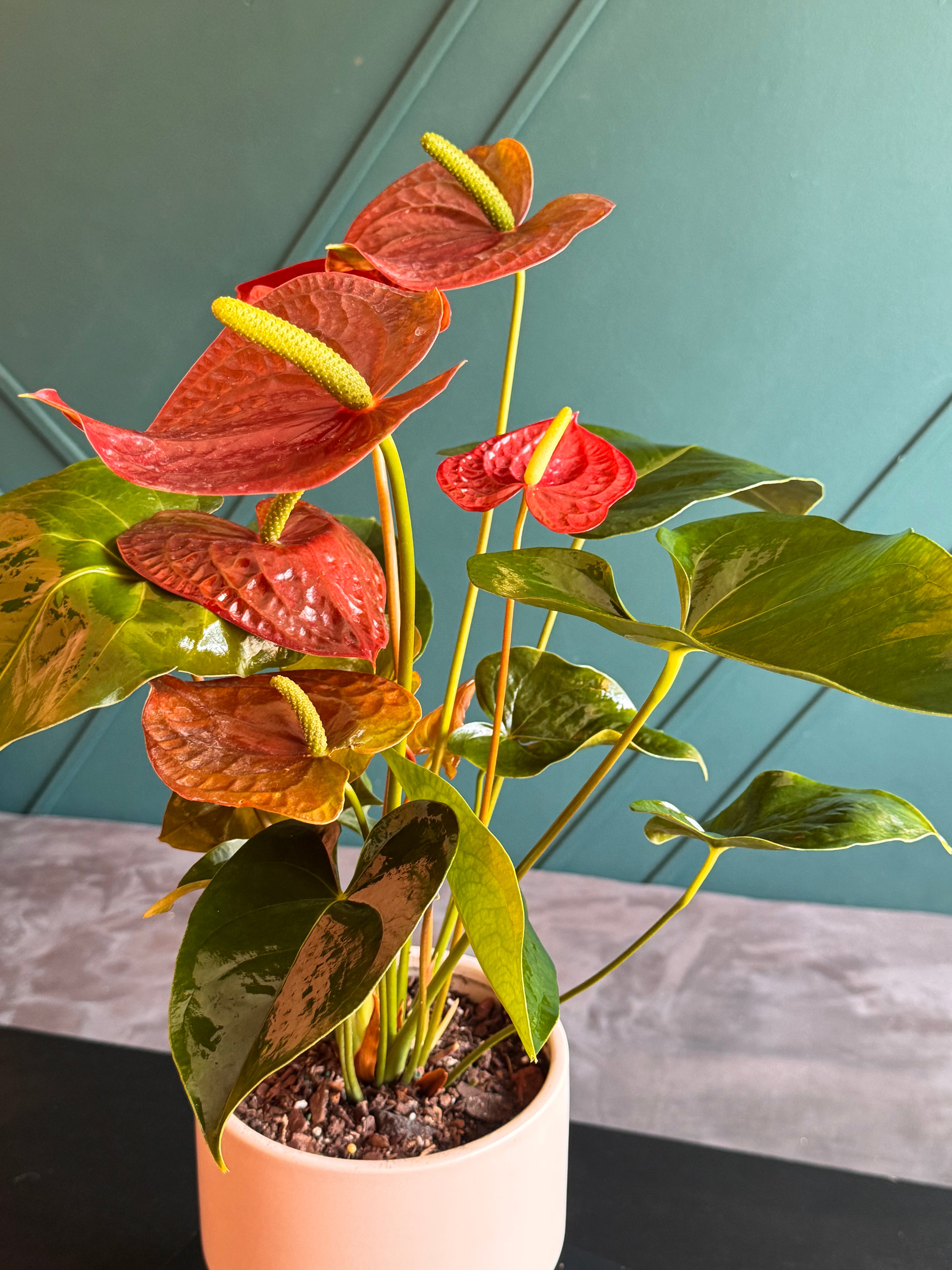 Tropical flowering Anthurium Plant gift in Miami