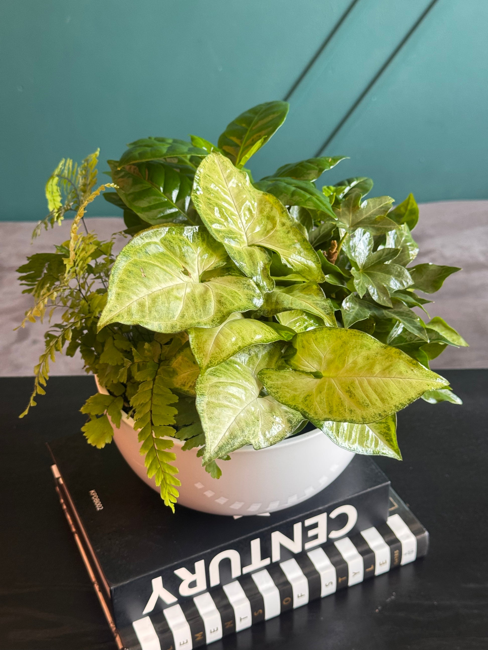 Tropical plant gift arrangement available for Miami delivery