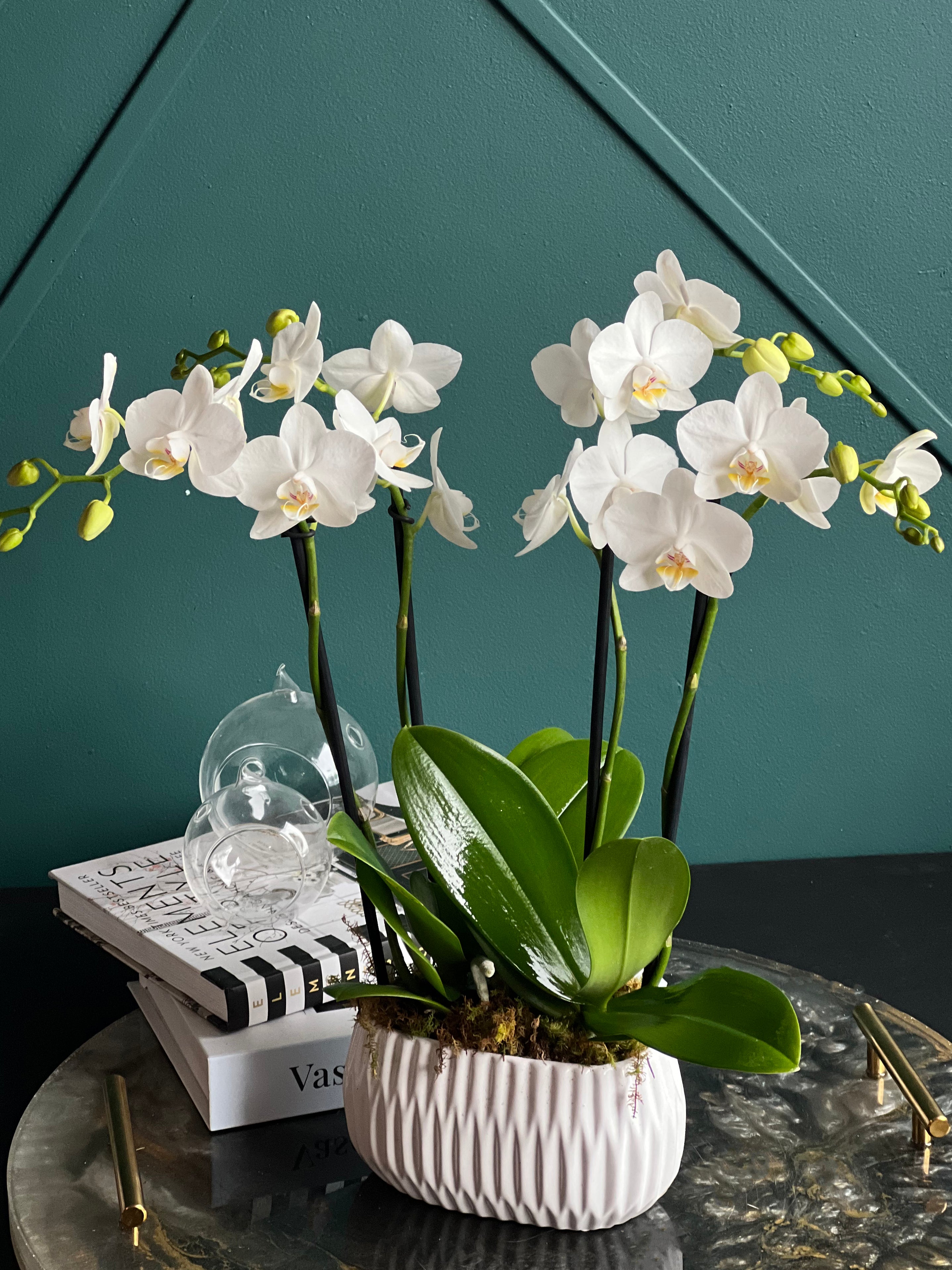 White Mini Phalaenopsis Orchid Garden in ceramic planter