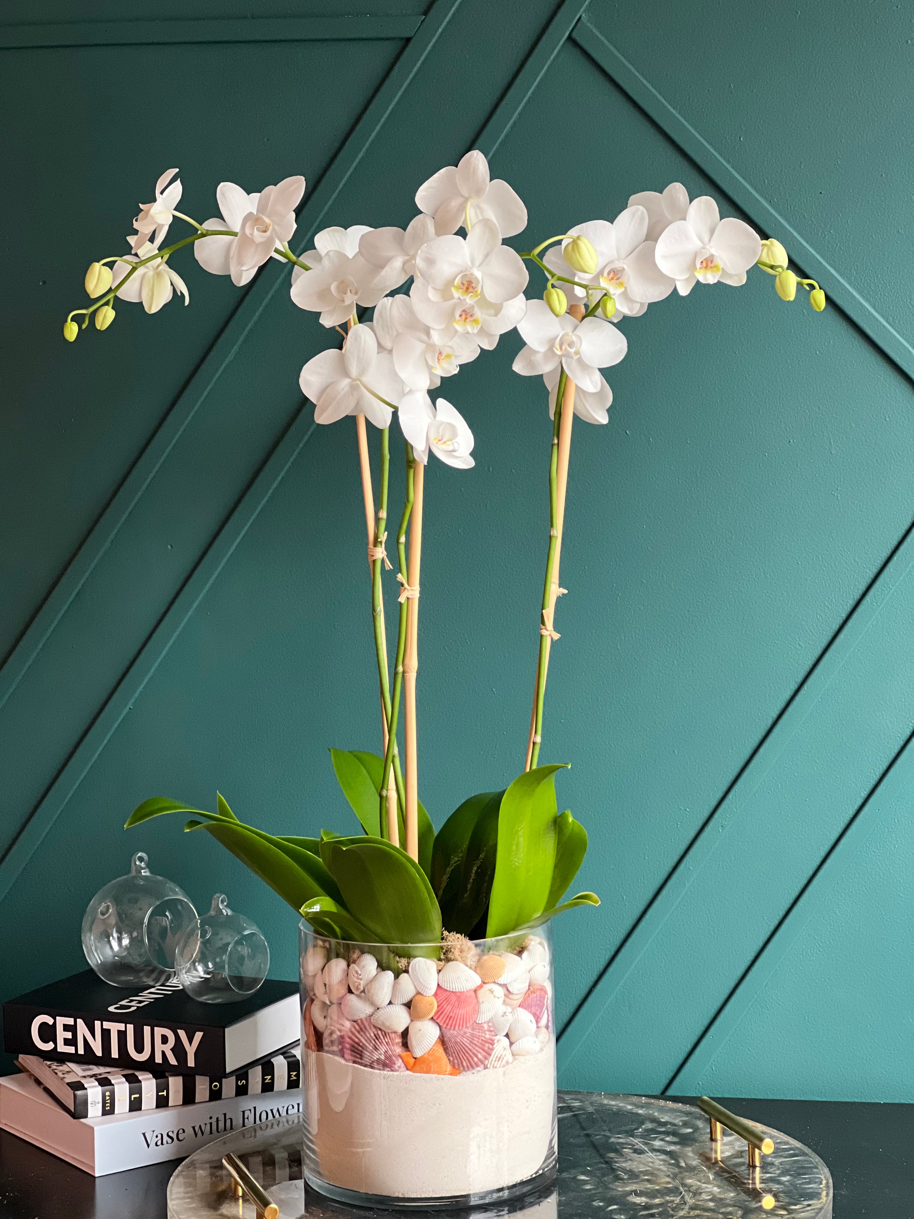 White Phalaenopsis orchids for Miami Beach home décor