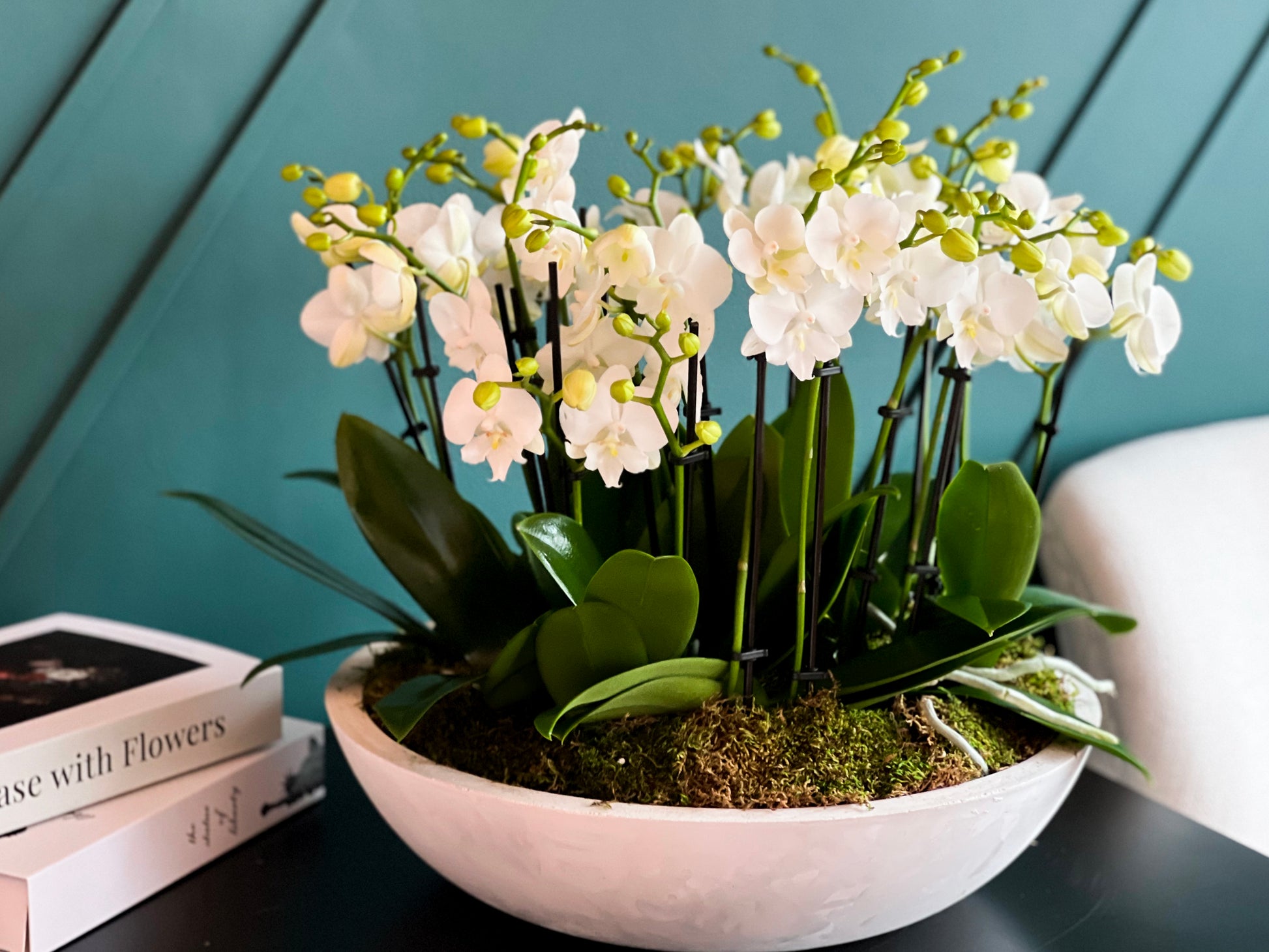 White mini Phalaenopsis orchids in modern cement vase